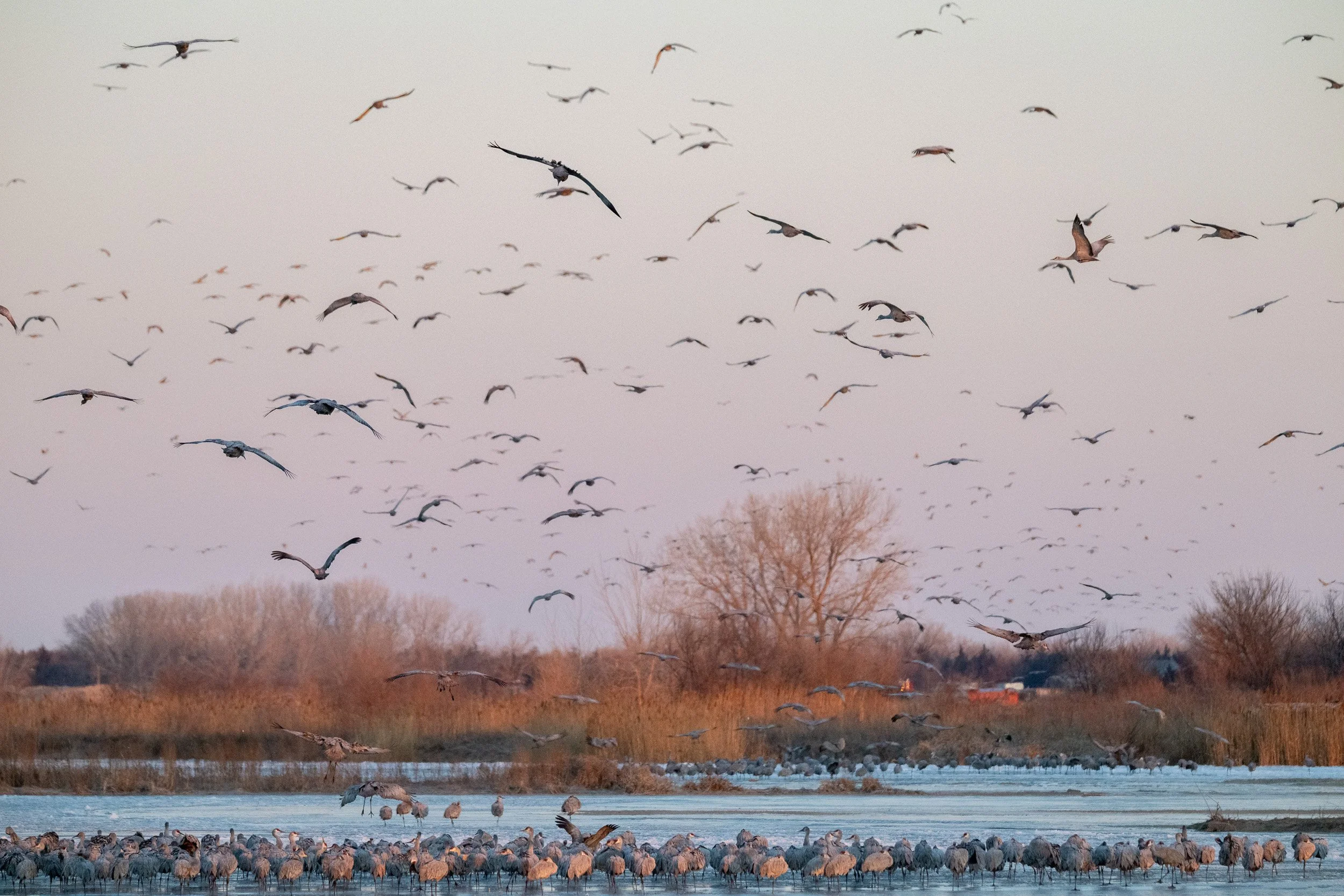 Sandhill cranes circling above the Platte River at dawn.