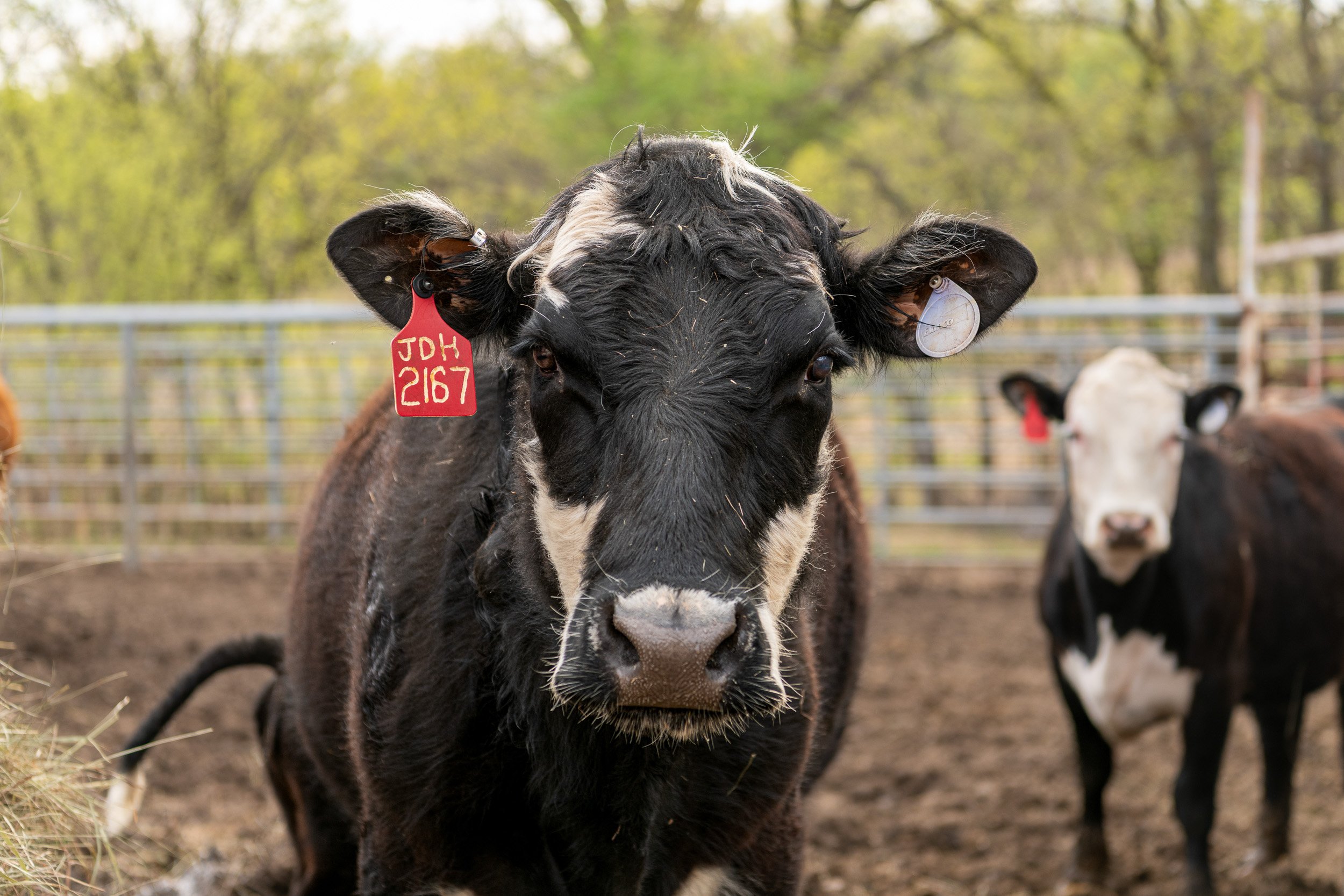 Black cow with ear tag standing in a livestock pen.