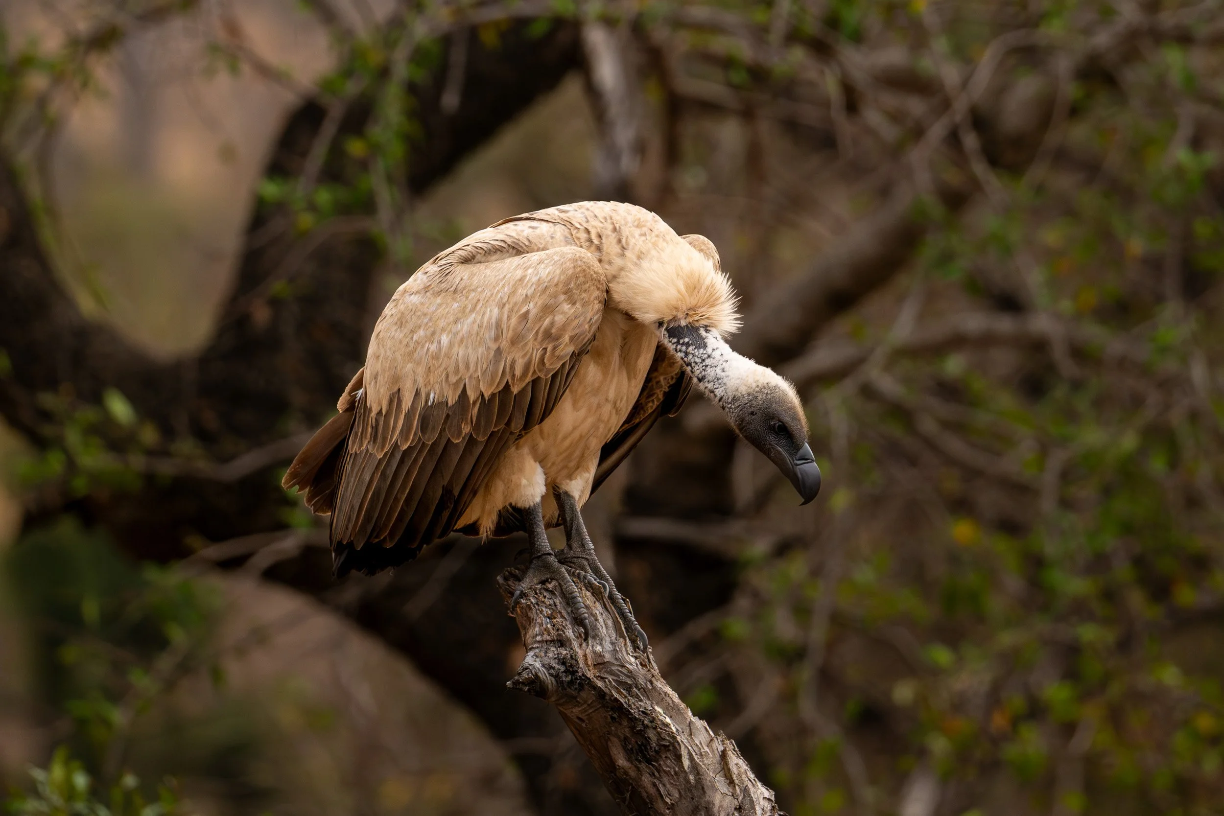 White-backed vulture perched on a fallen branch.