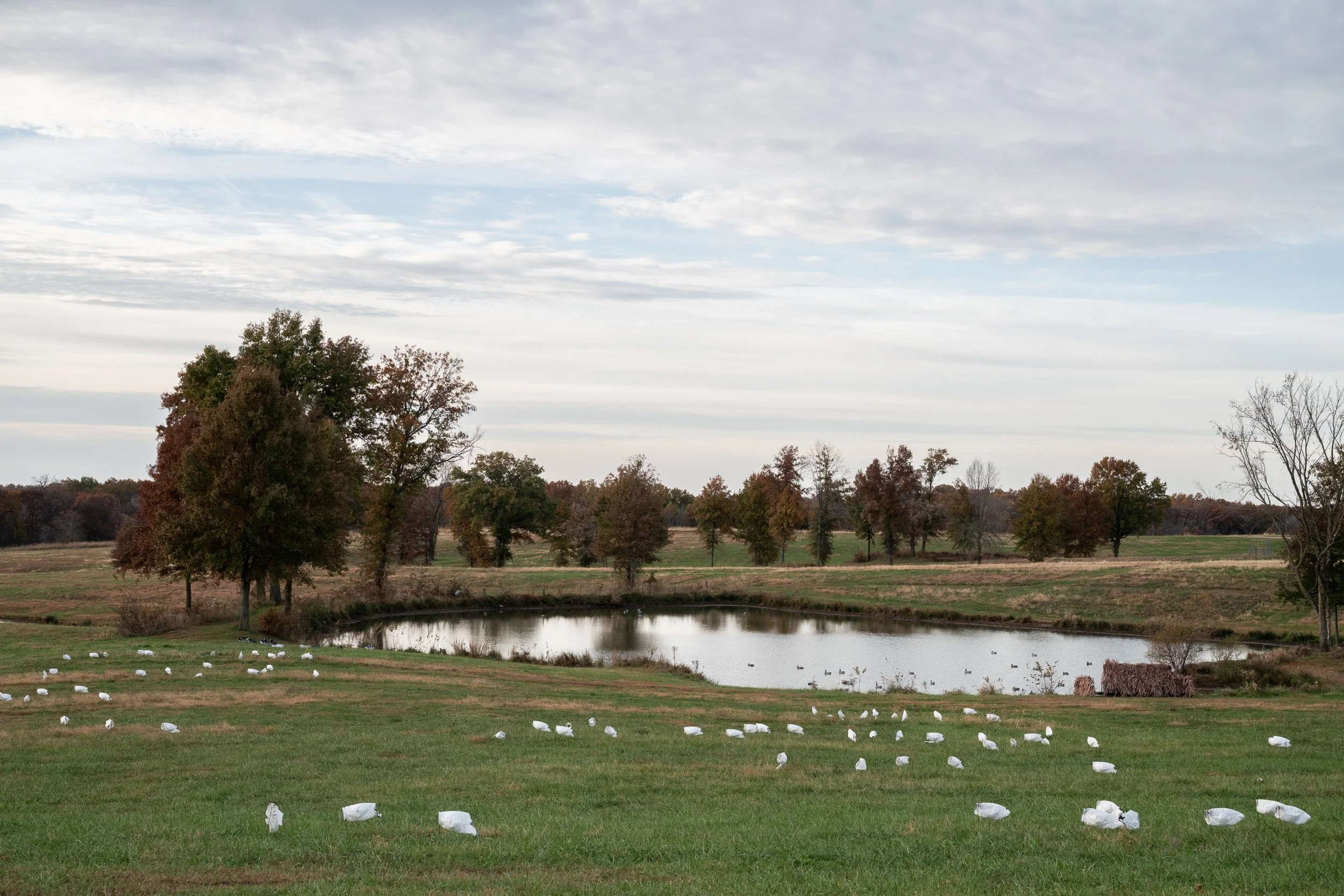 A pond ringed by autumn trees at Habitat Flats, with white waterfowl decoys scattered across the surrounding field.