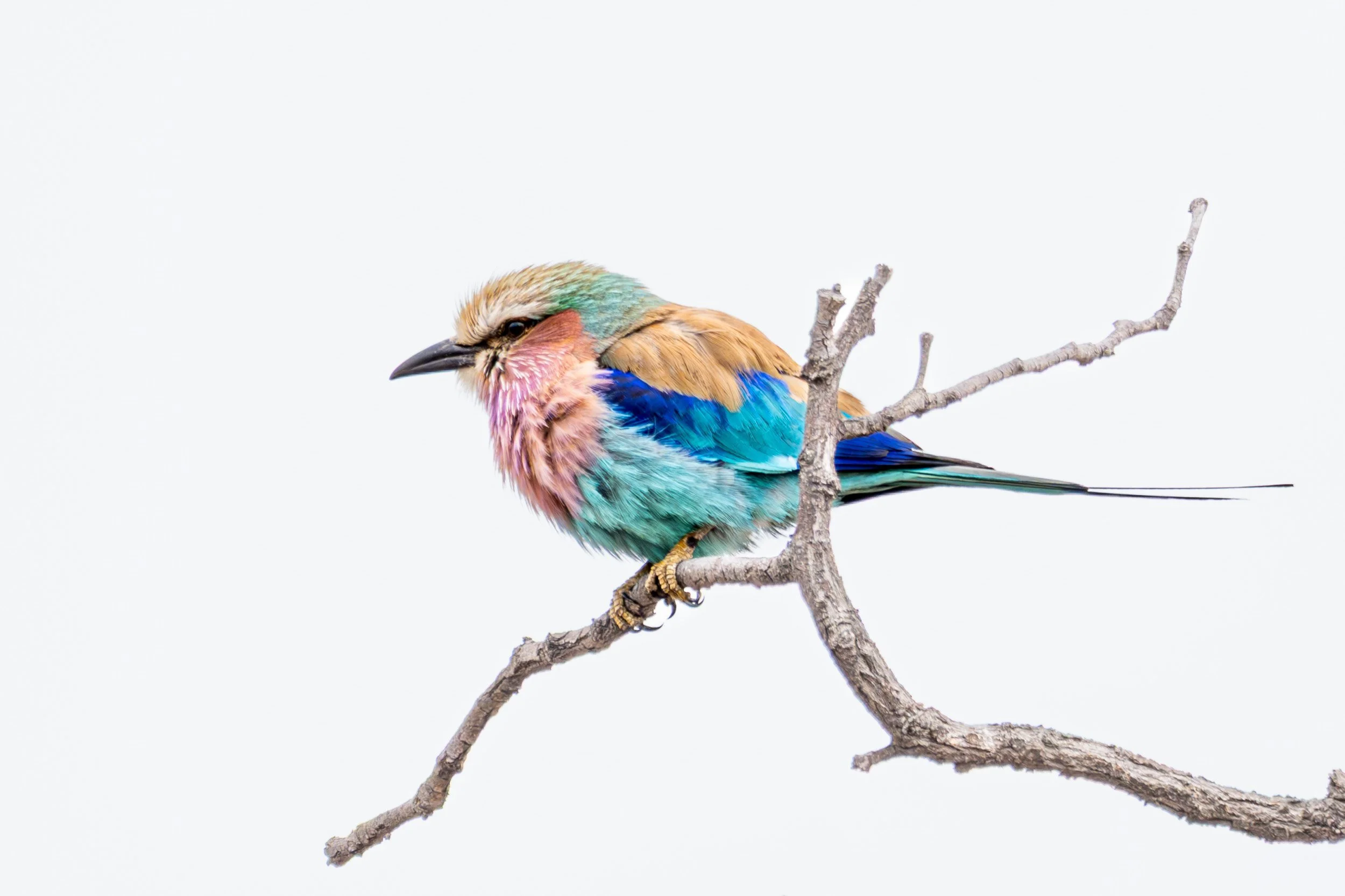 Lilac-breasted roller perched on a branch.