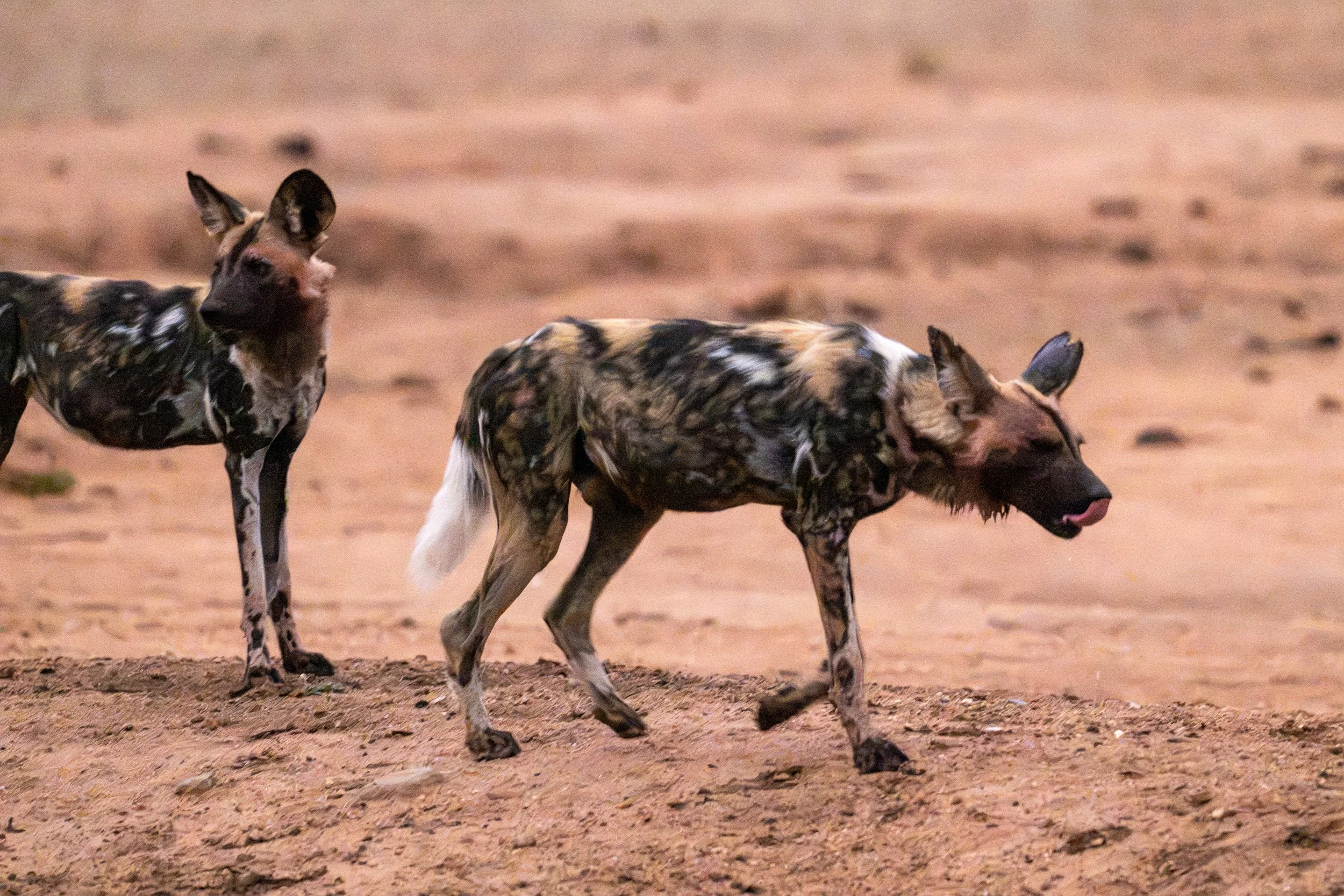 Close-up portrait of an African wild dog looking toward the camera.