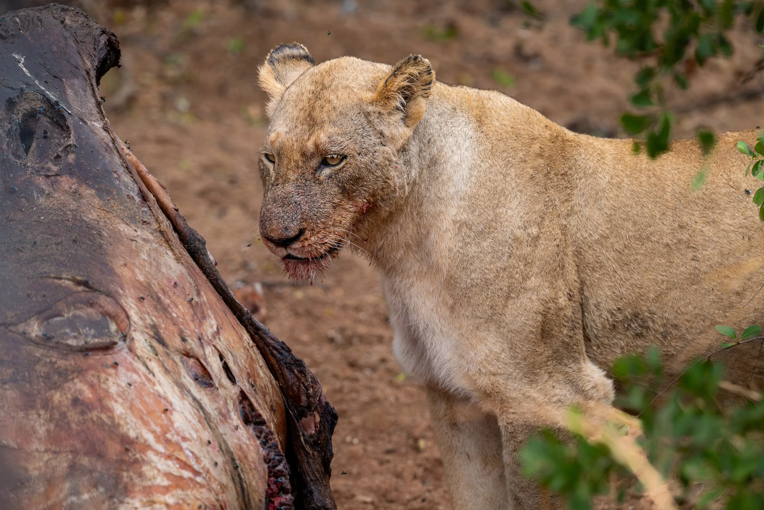 Lioness feeding from an elephant carcass.