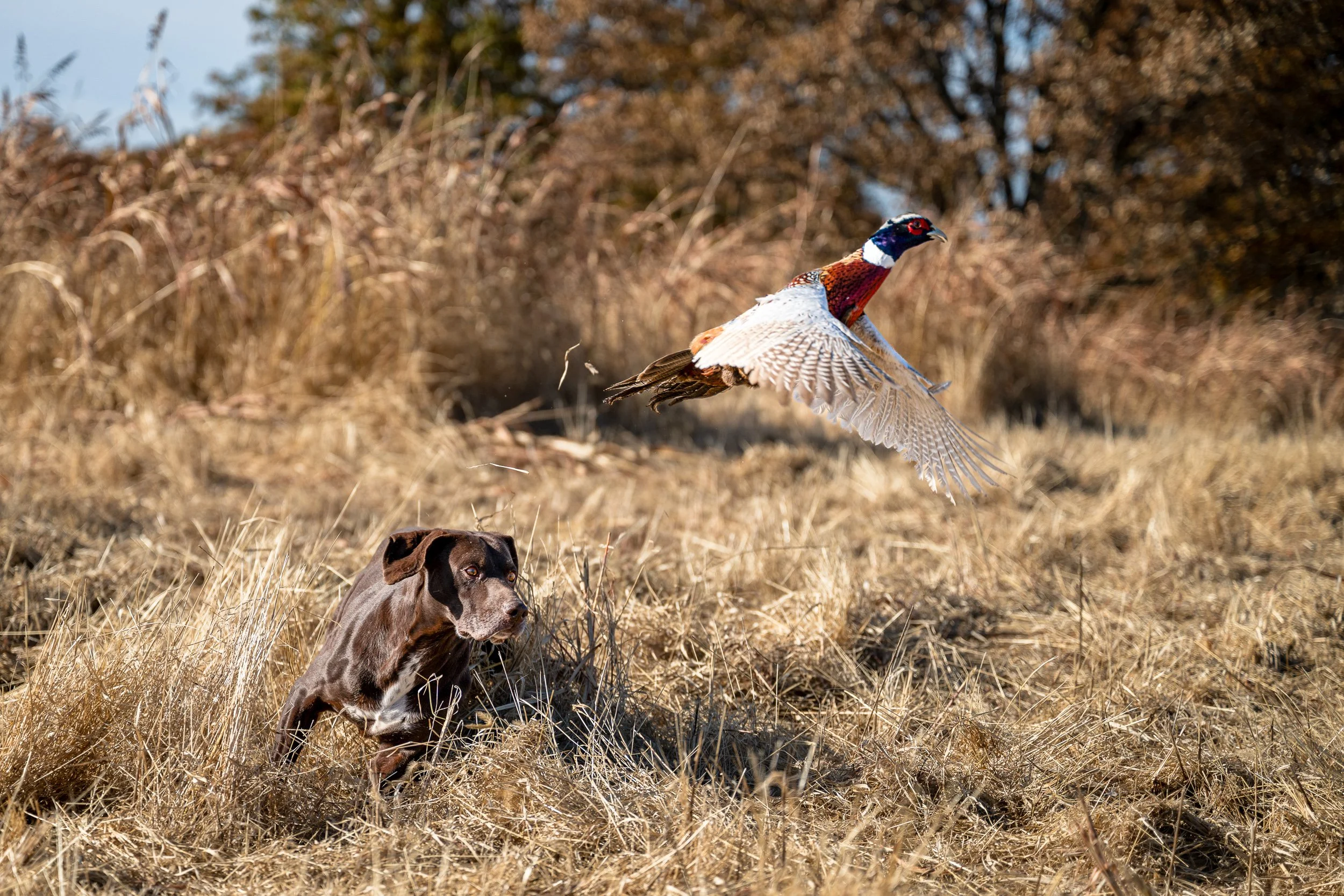 Chocolate Labrador retriever flushing a ringneck pheasant into flight during an upland hunt at Habitat Flats hunting preserve in Marceline, Missouri.