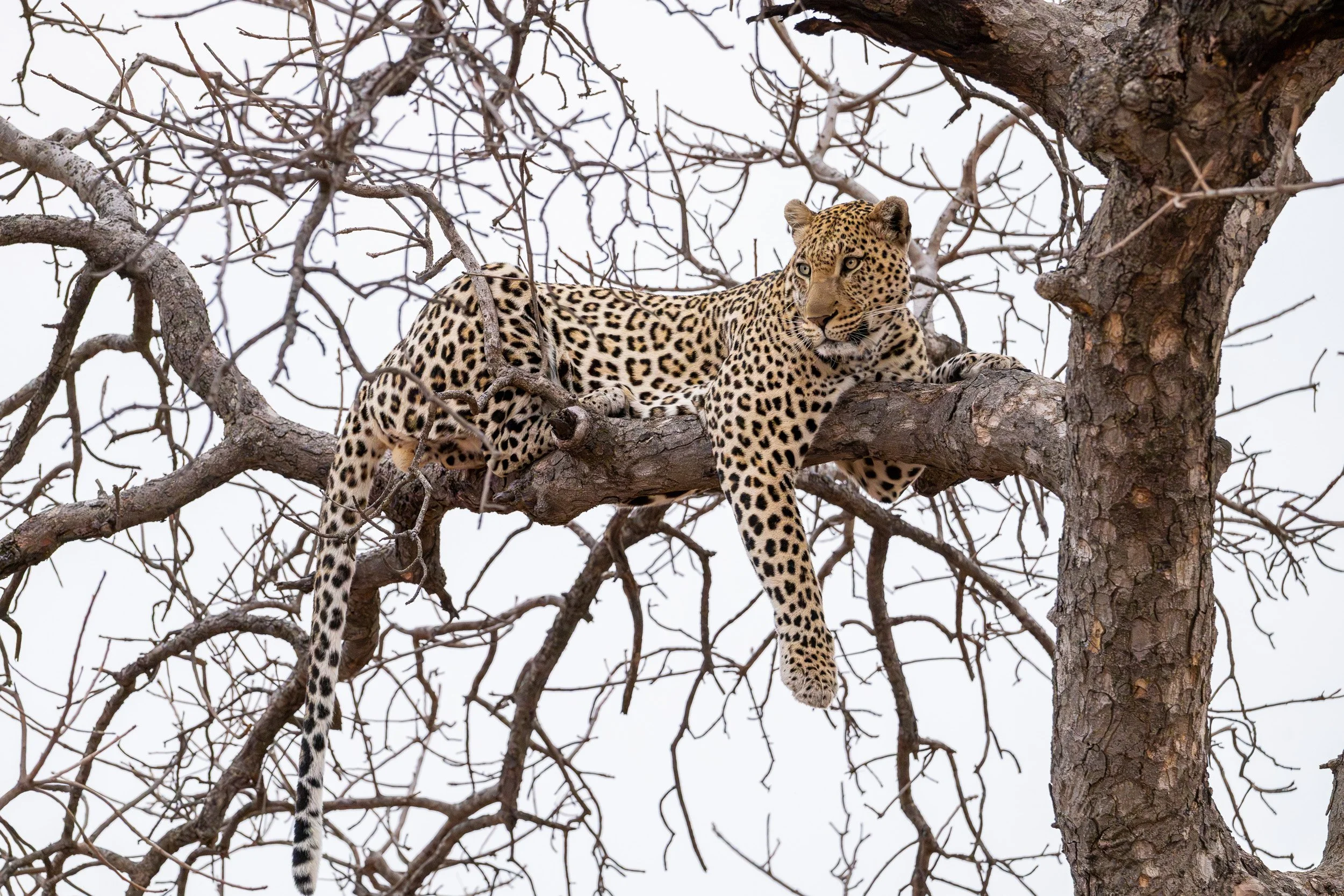 Leopard resting across the branches of a tree.