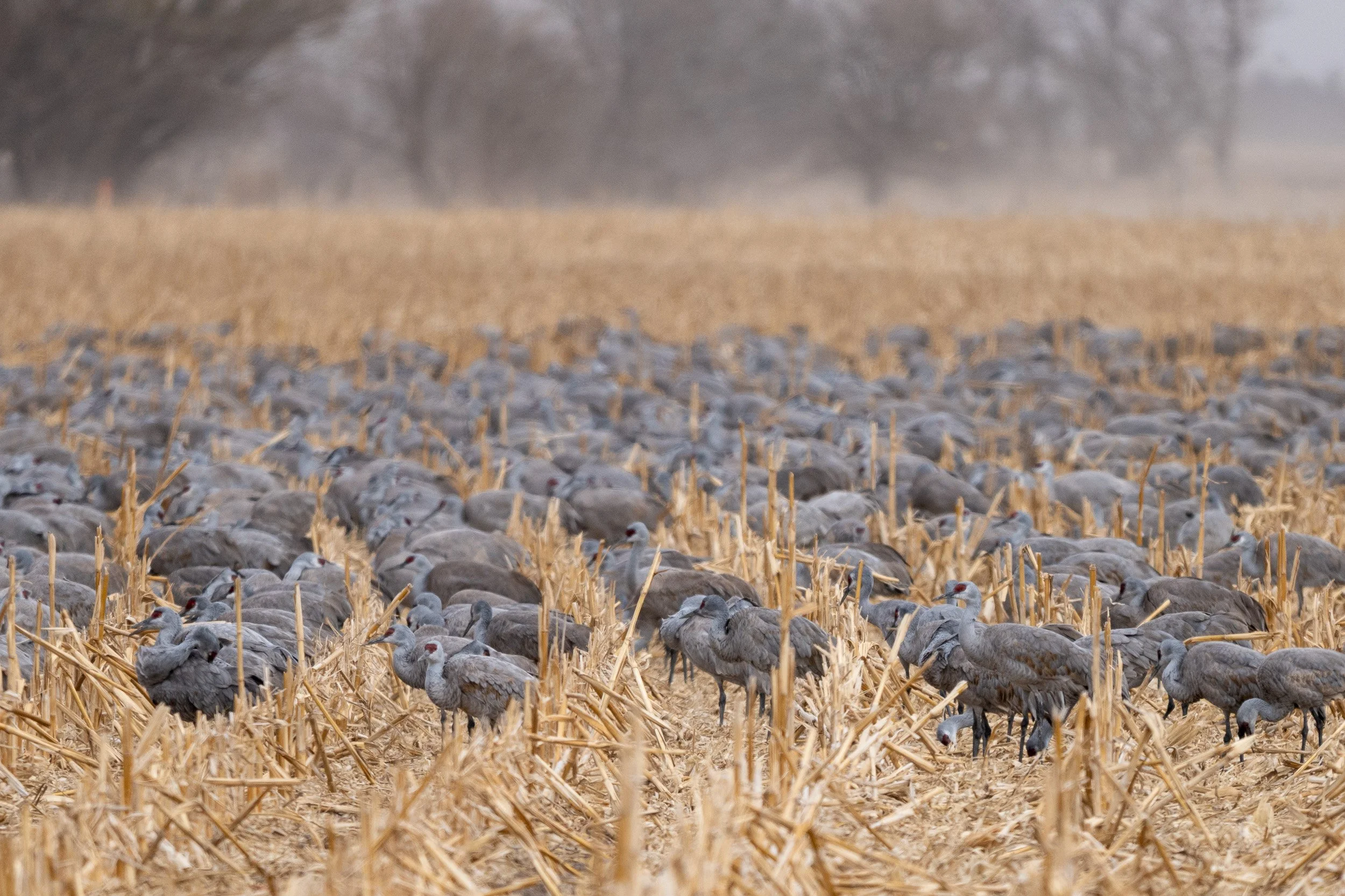Sandhill cranes feeding in a harvested Nebraska cornfield during spring migration.
