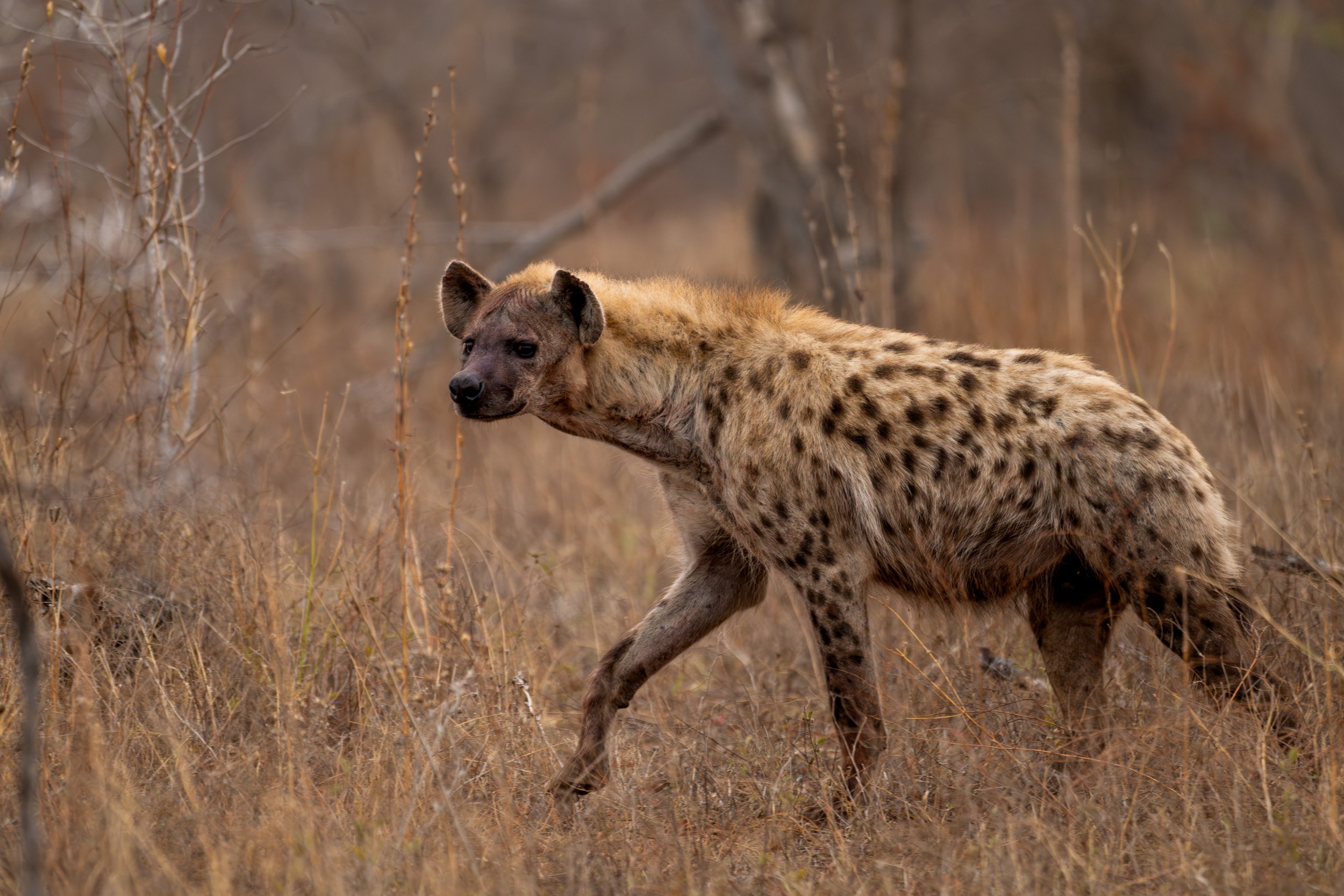 Spotted hyena walking through dry grass.
