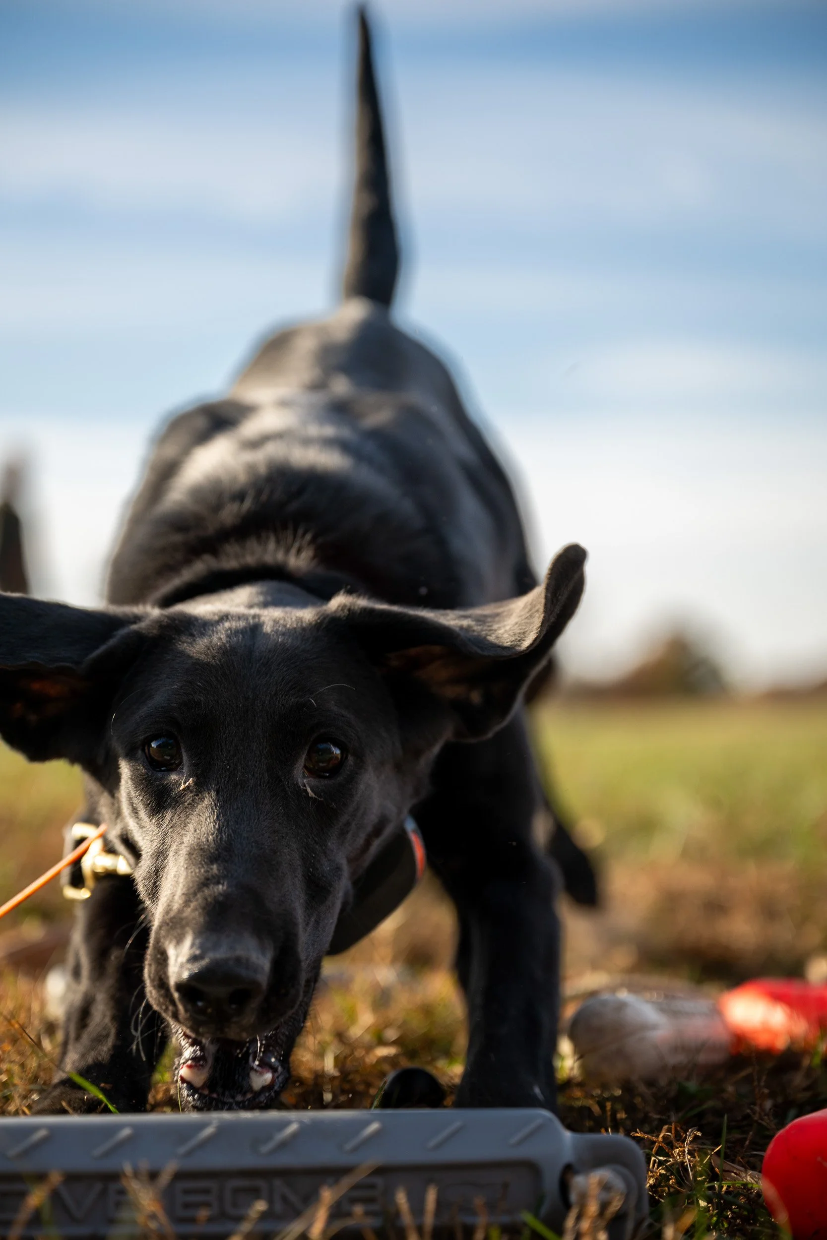 A black retriever grabs a training bumper off the ground, seen head-on at ground level.