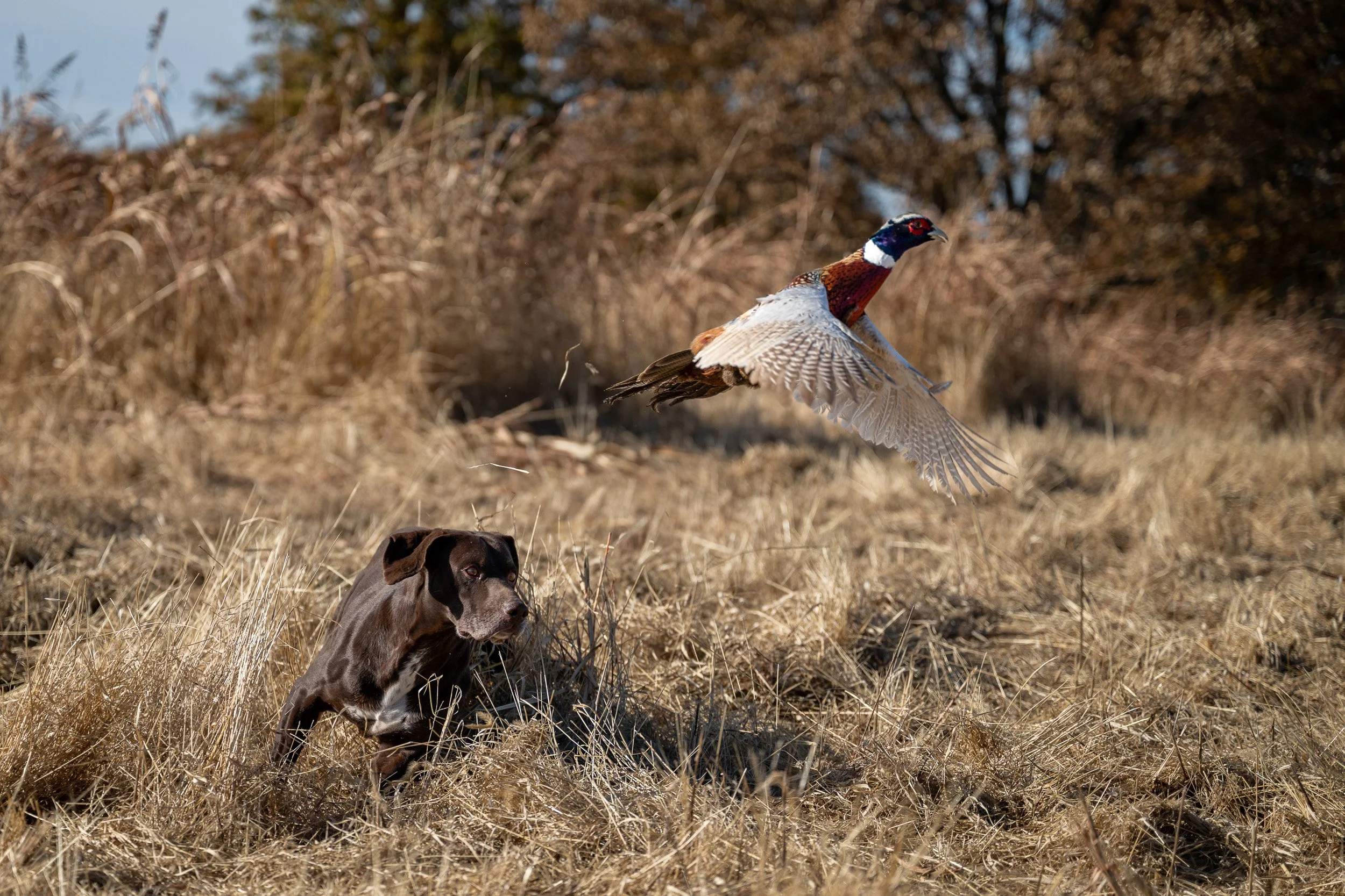 A German shorthaired pointer holds steady as a rooster pheasant flushes into the air above the grass."