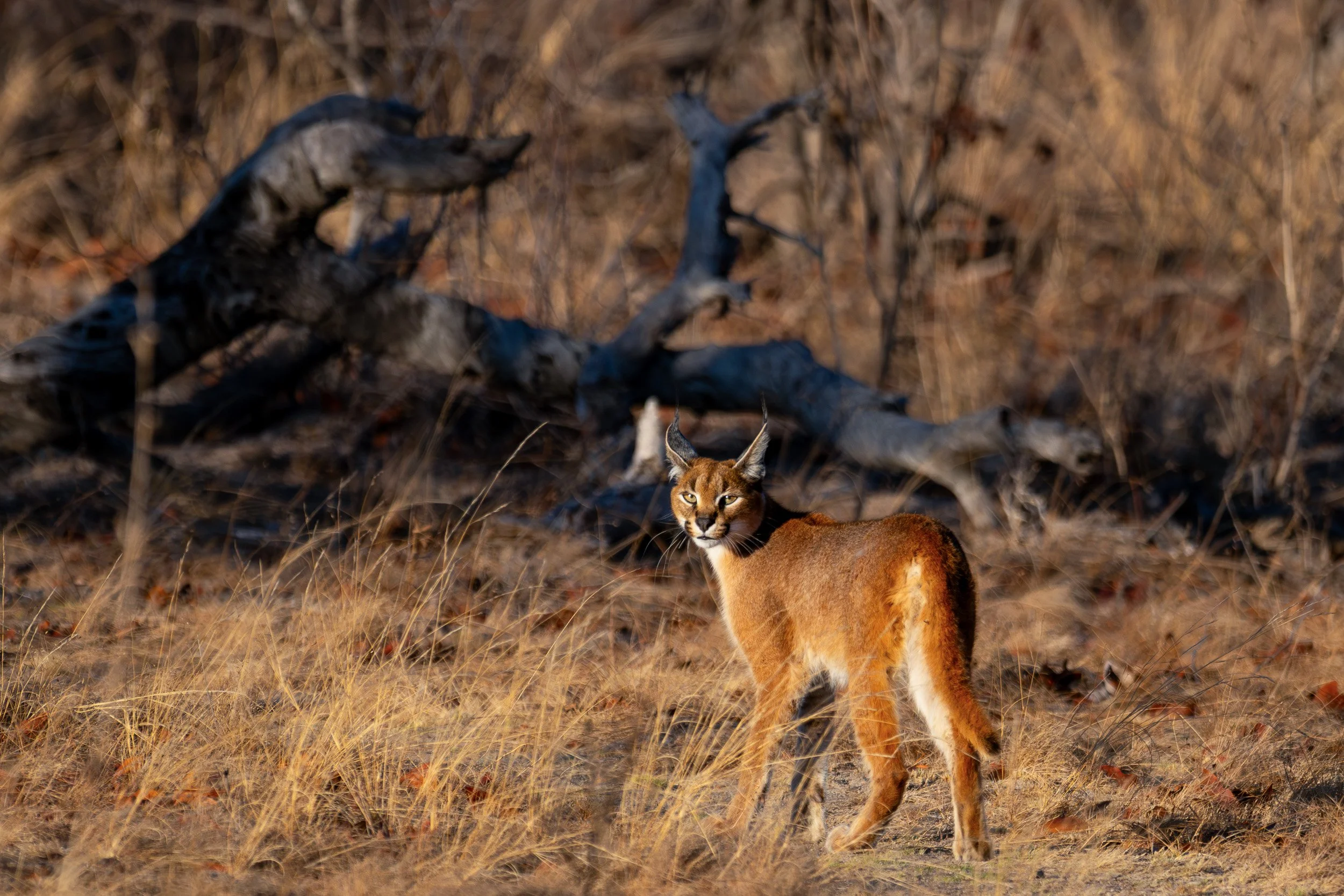 Caracal standing alert in golden grass during a game drive.