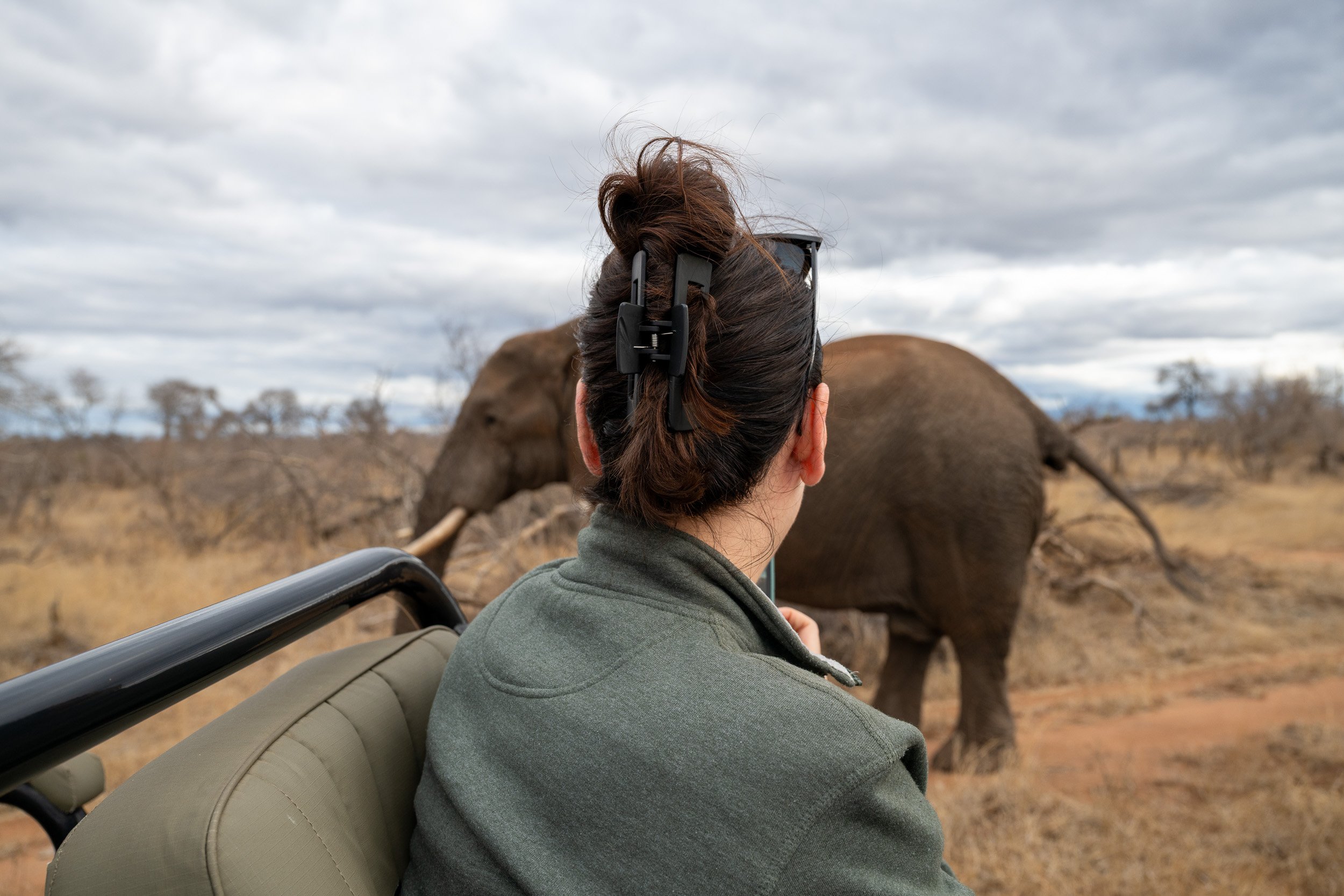 Photographer watching an elephant pass beside an open safari vehicle.