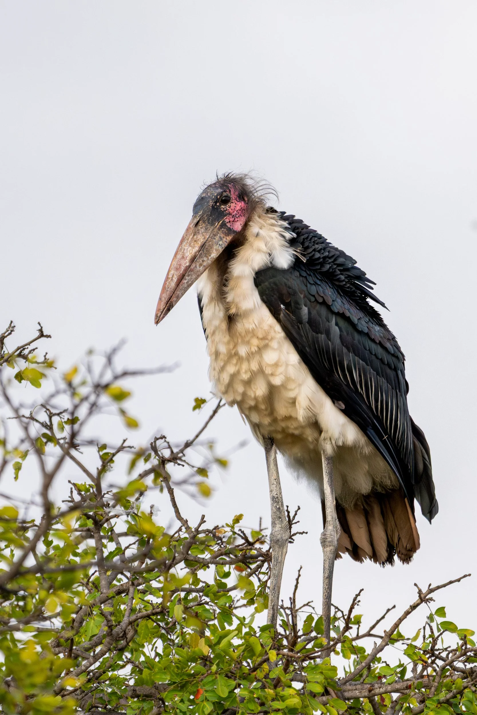Marabou stork standing on a tree branch.
