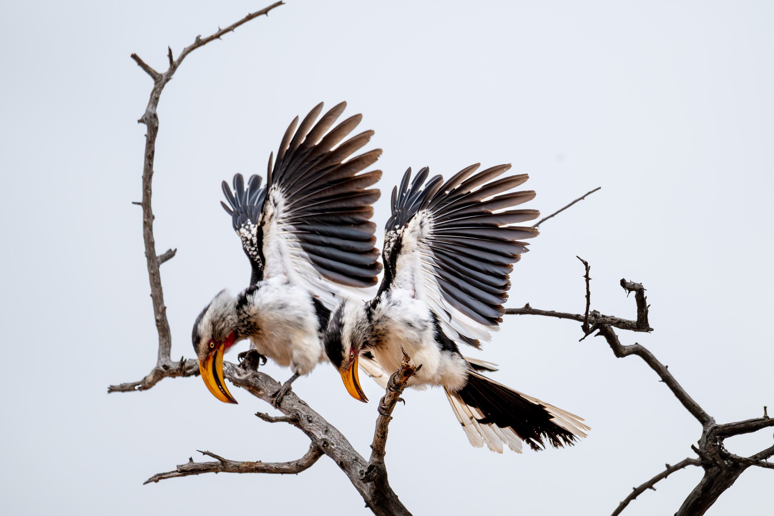Two birds displaying with wings spread on bare branches.