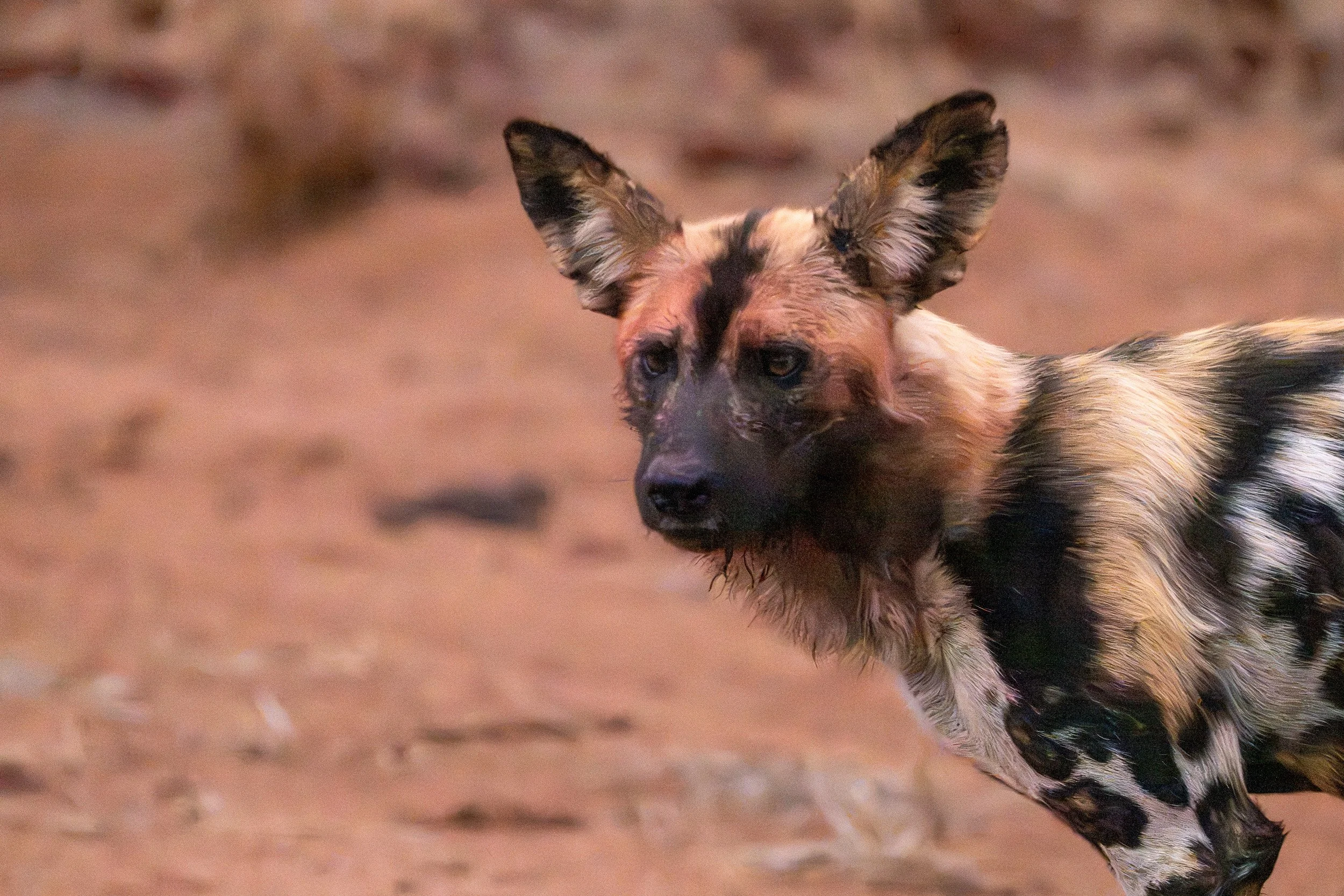 Young Australian Kelpie dog running on a dry dirt ground with concentrated expression.