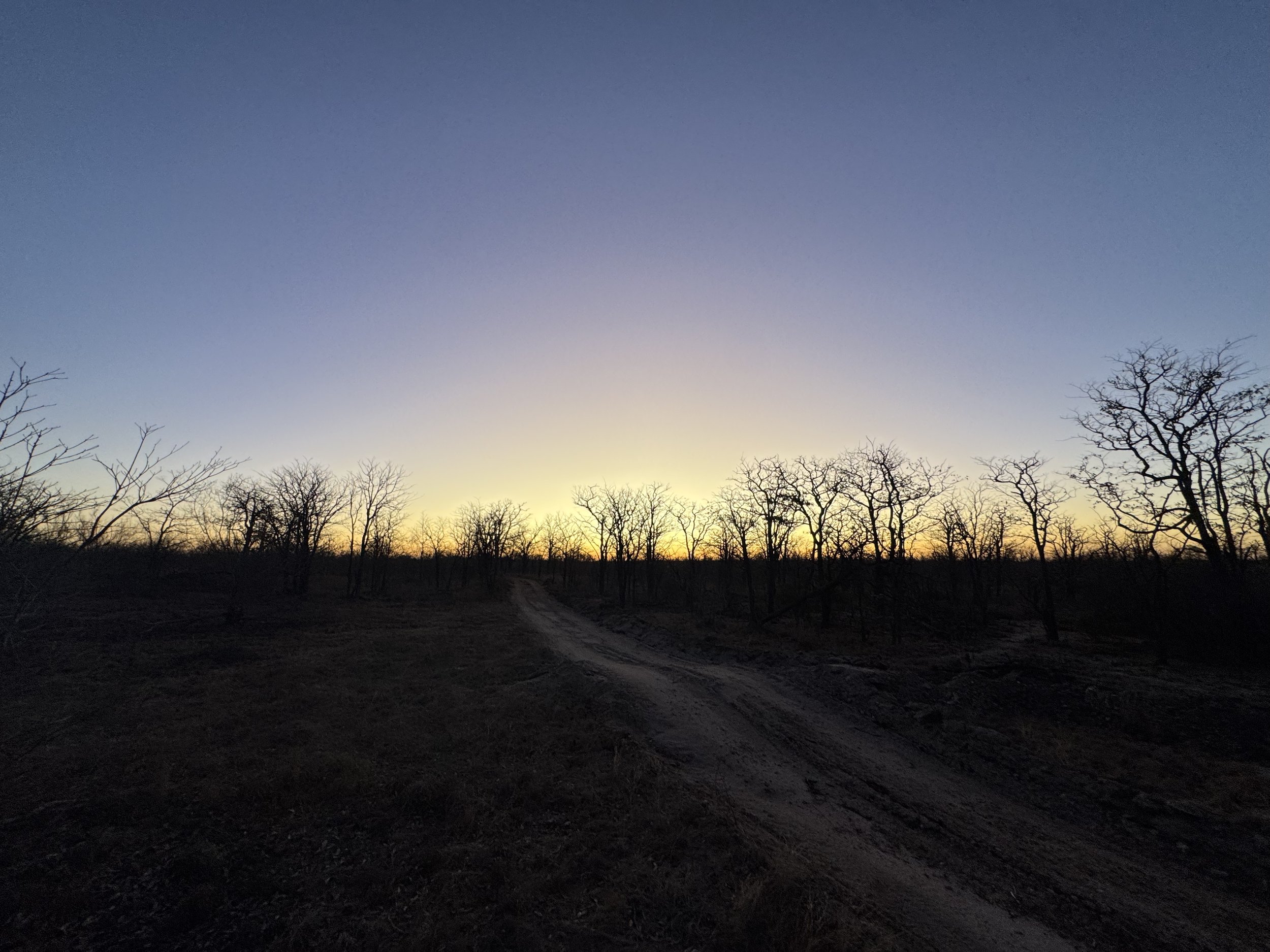 Dirt road leading through the bushveld before sunrise.