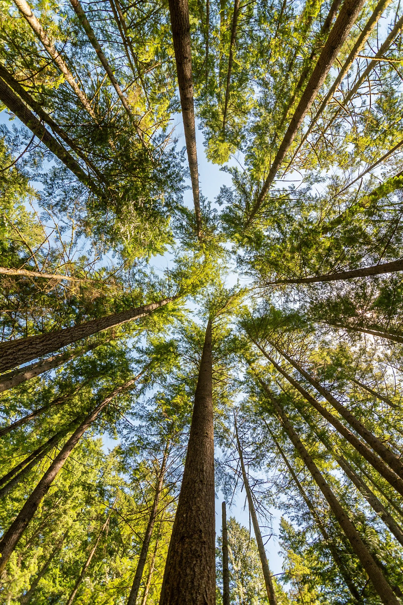  Looking straight up into a tall Douglas fir or cedar forest canopy, green light filtering through the branches.