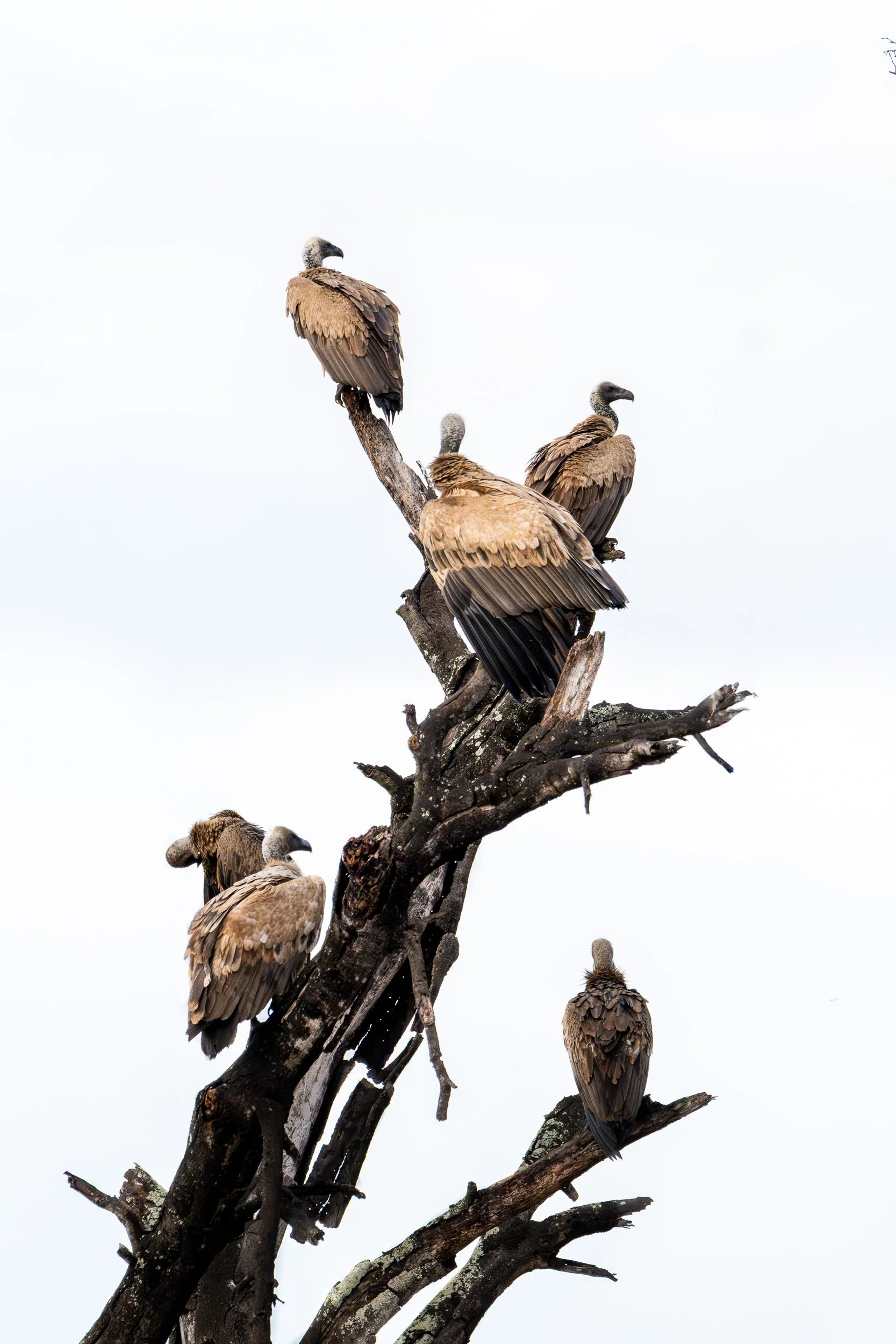 White-backed vultures perched together in a leafless tree.