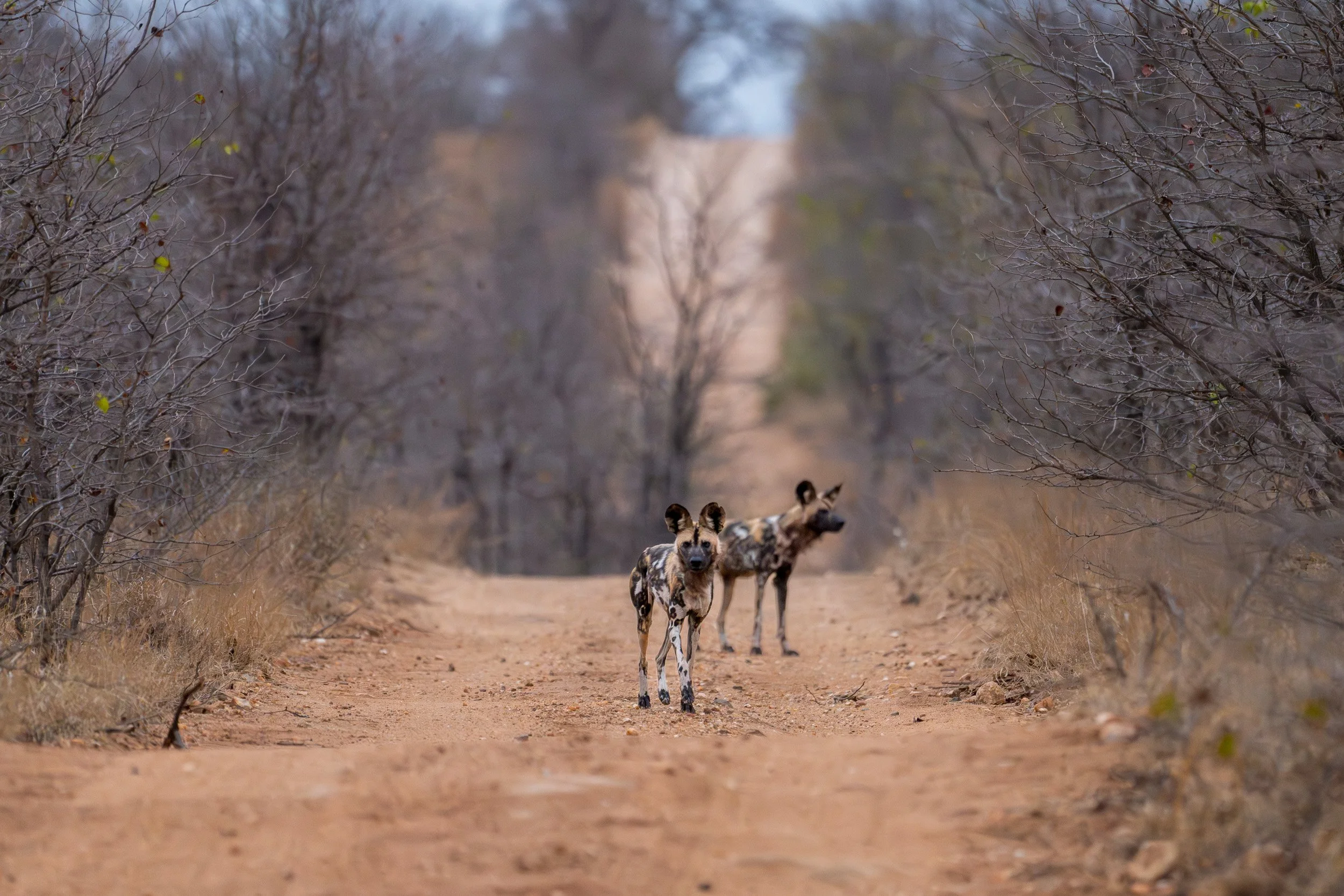 African wild dogs standing on a dirt road in the distance.