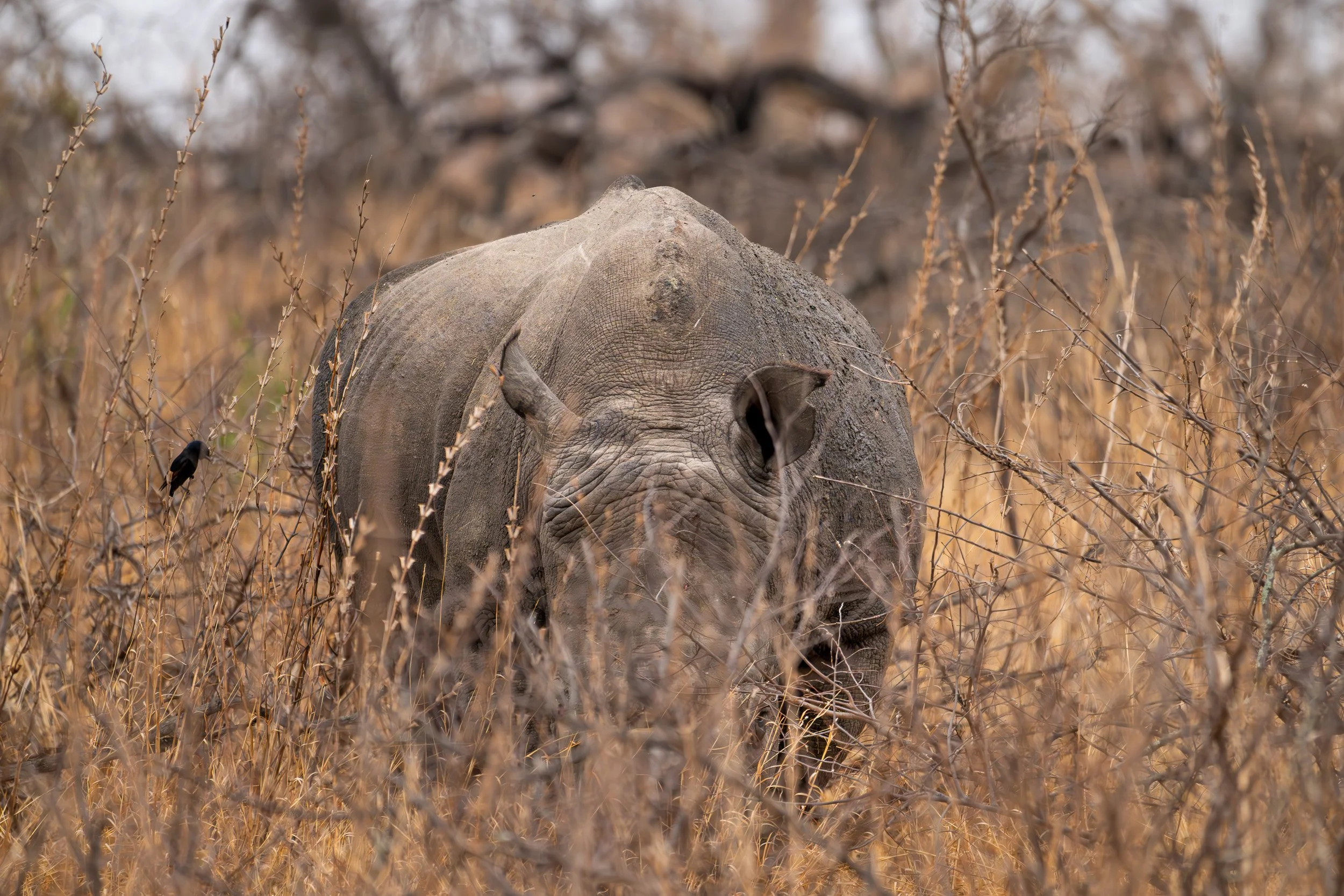 White rhinoceros emerging through tall grass in the South African bushveld.