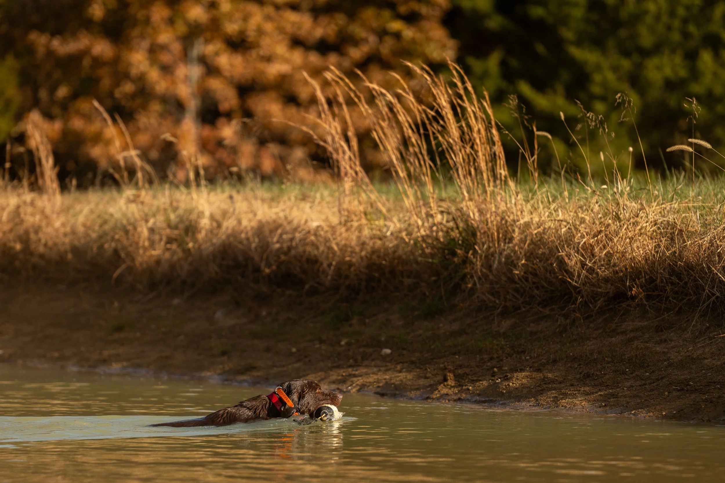 A dark retriever swims back across a pond during a water-retrieve drill, a reedy bank behind it.