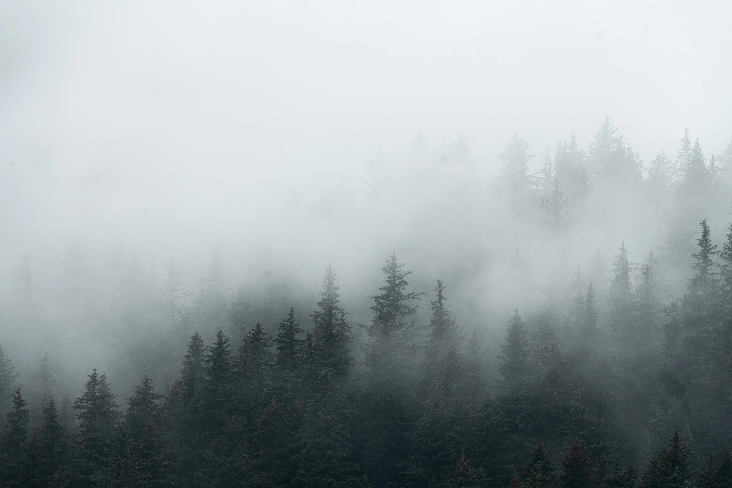 Joe Zlatnik destination photographer - misty forest fog Pacific Northwest Alaska