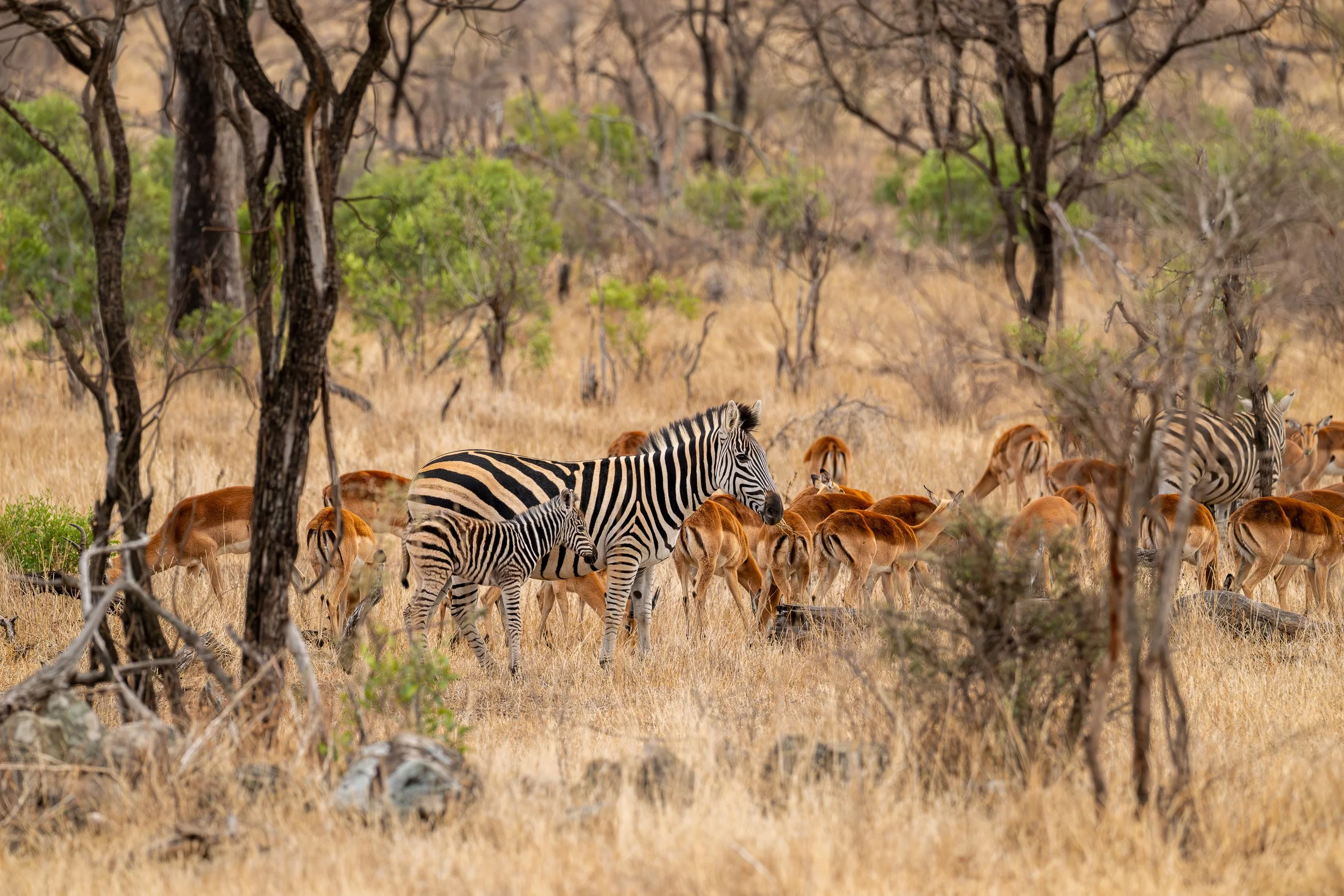 Zebra standing in dry brush while lions feed nearby.