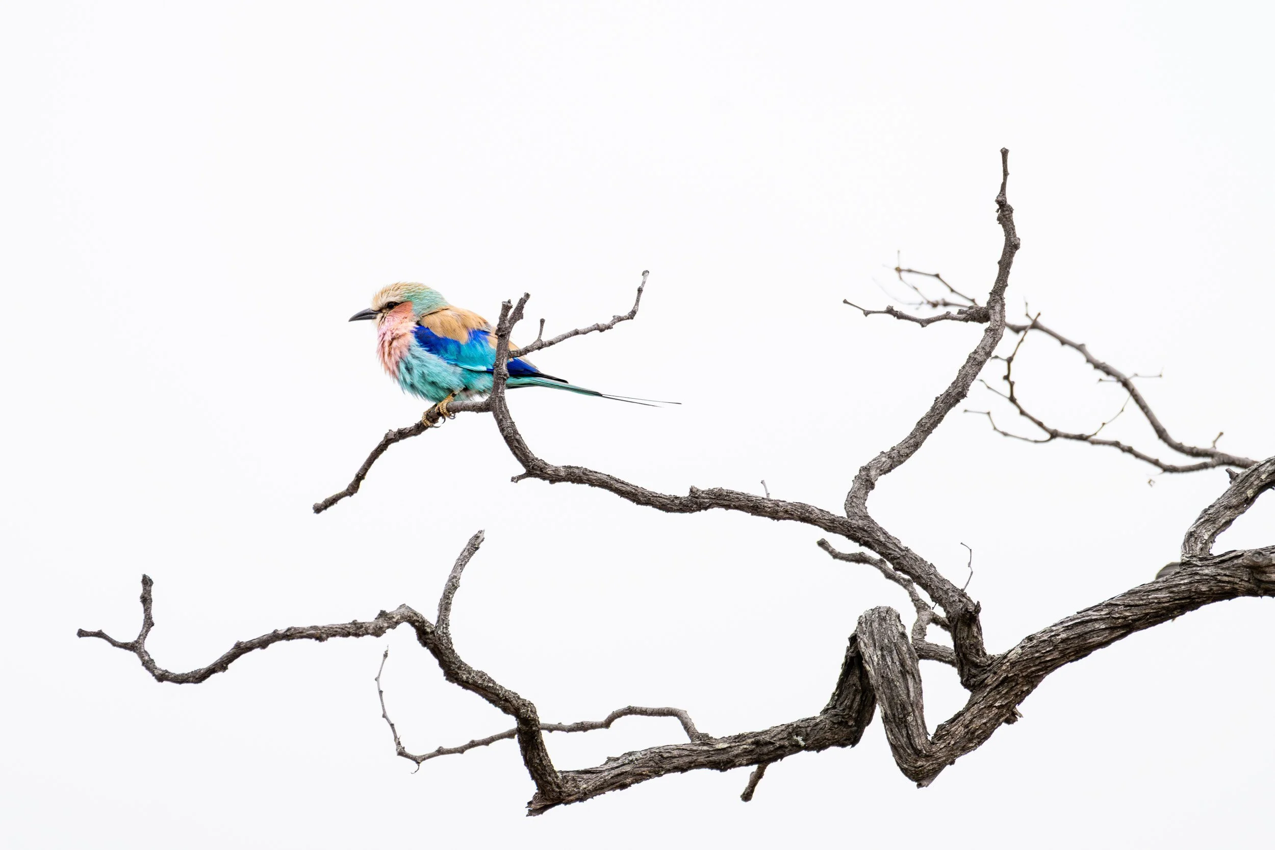 Lilac-breasted roller perched on a bare tree branch.