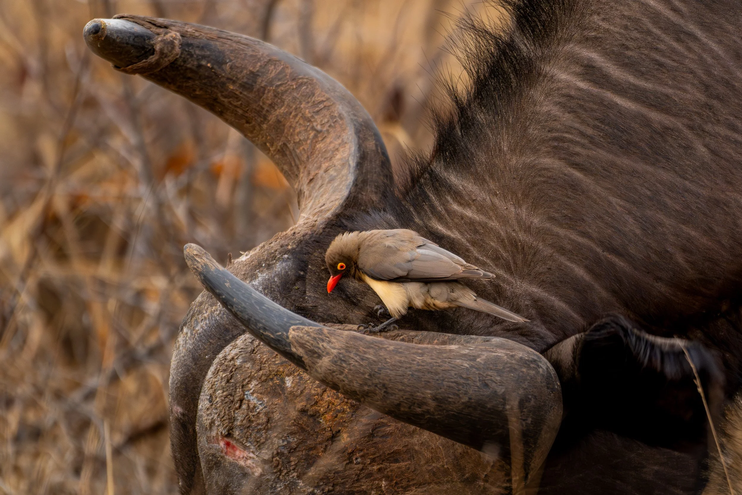 Oxpecker perched on the horn of a Cape buffalo.