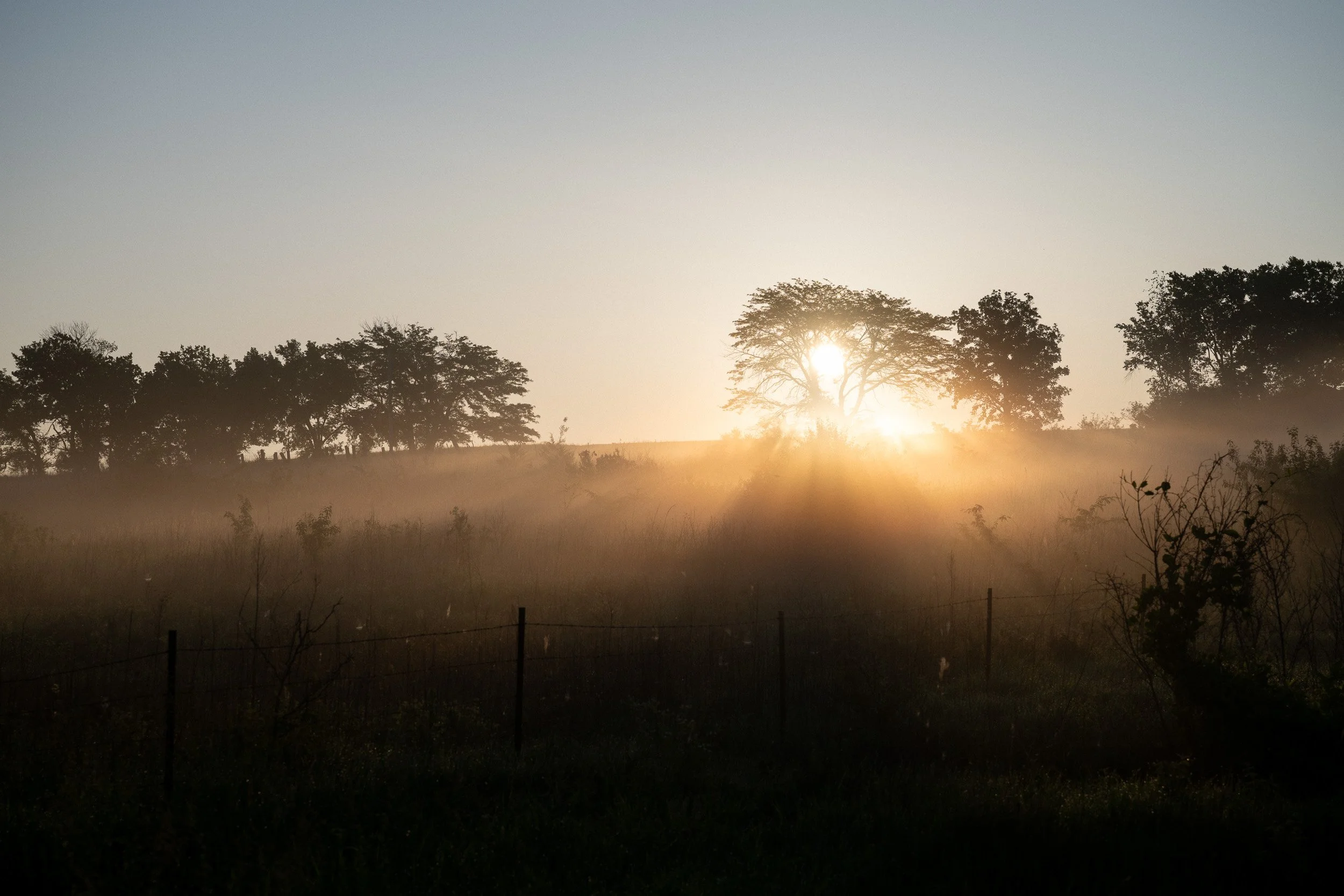 Sunrise through trees over a misty pasture on a Kansas farm.