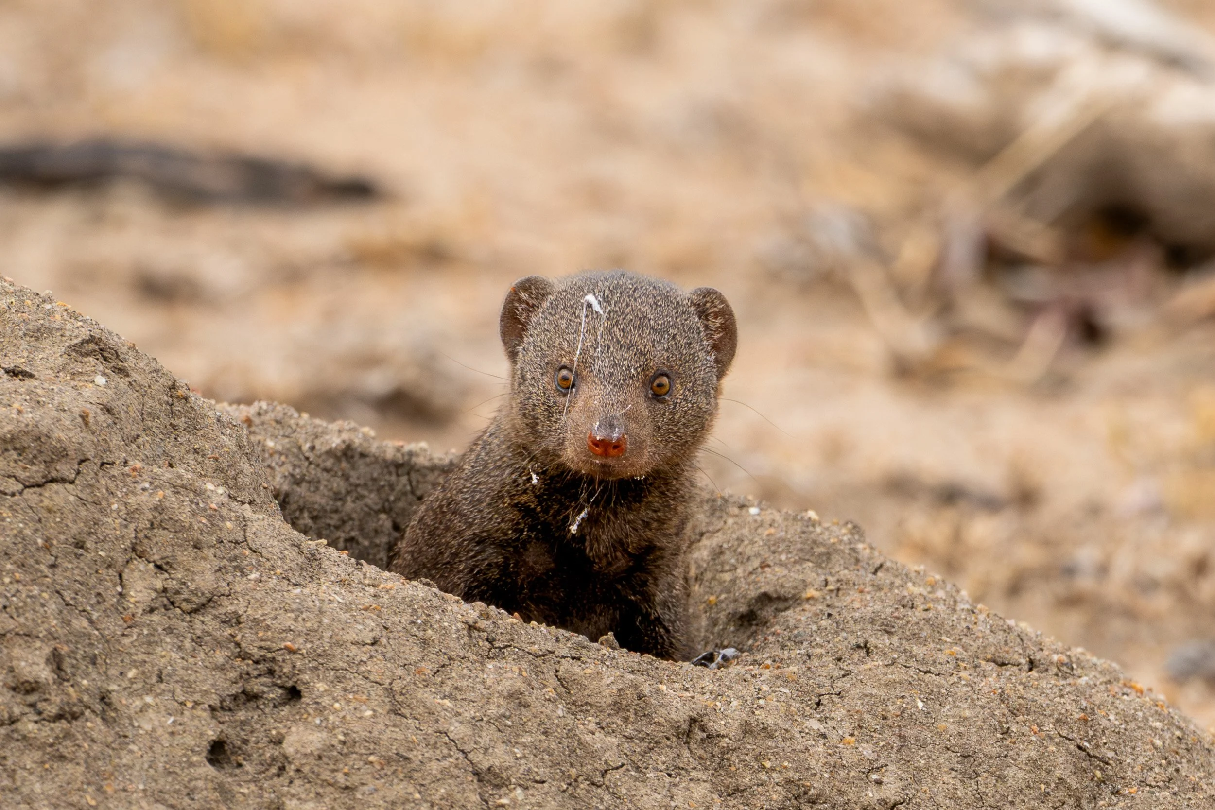Mongoose peering out from the opening of a burrow.