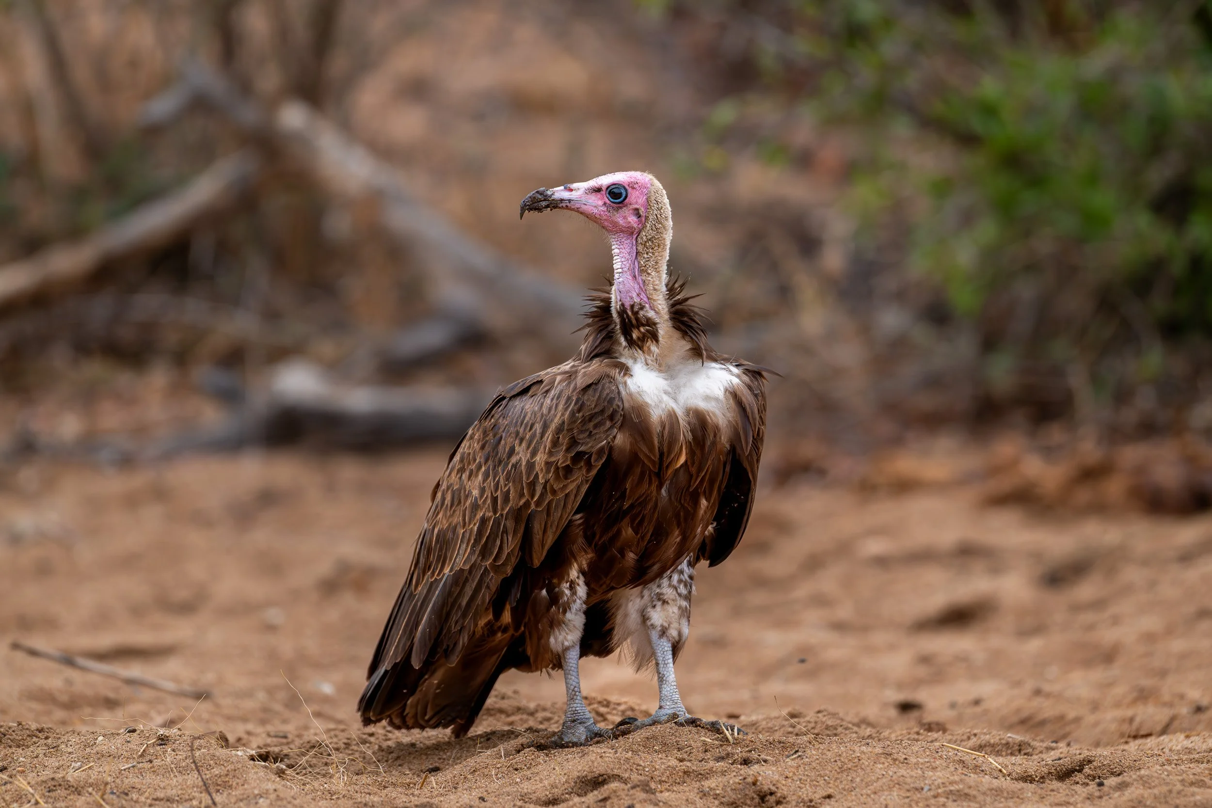 Hooded vulture standing on the ground.