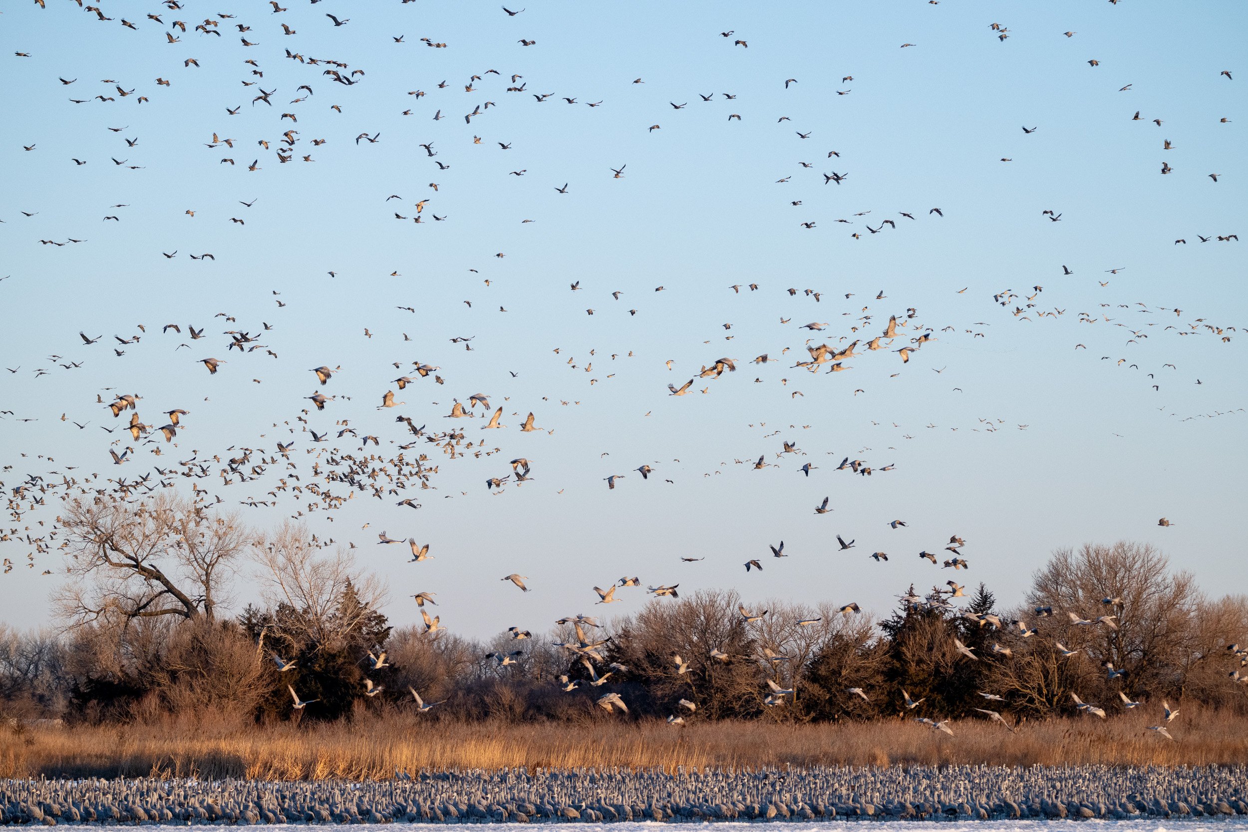 Large flock of sandhill cranes taking flight during the morning migration.