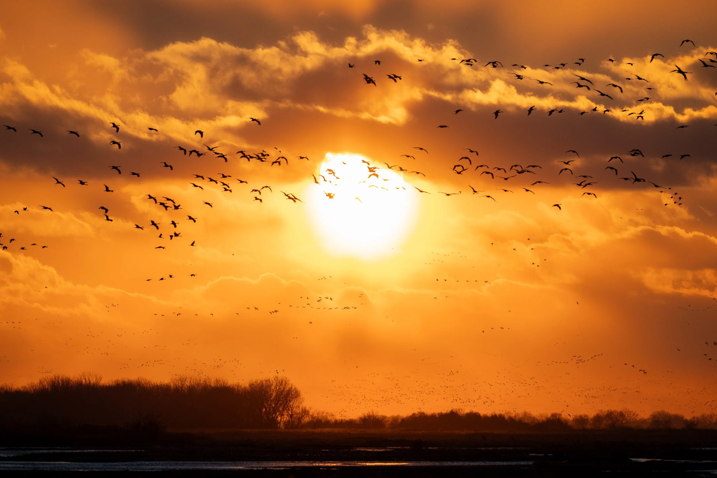 Sandhill cranes silhouetted against a glowing sunset over the Platte River.