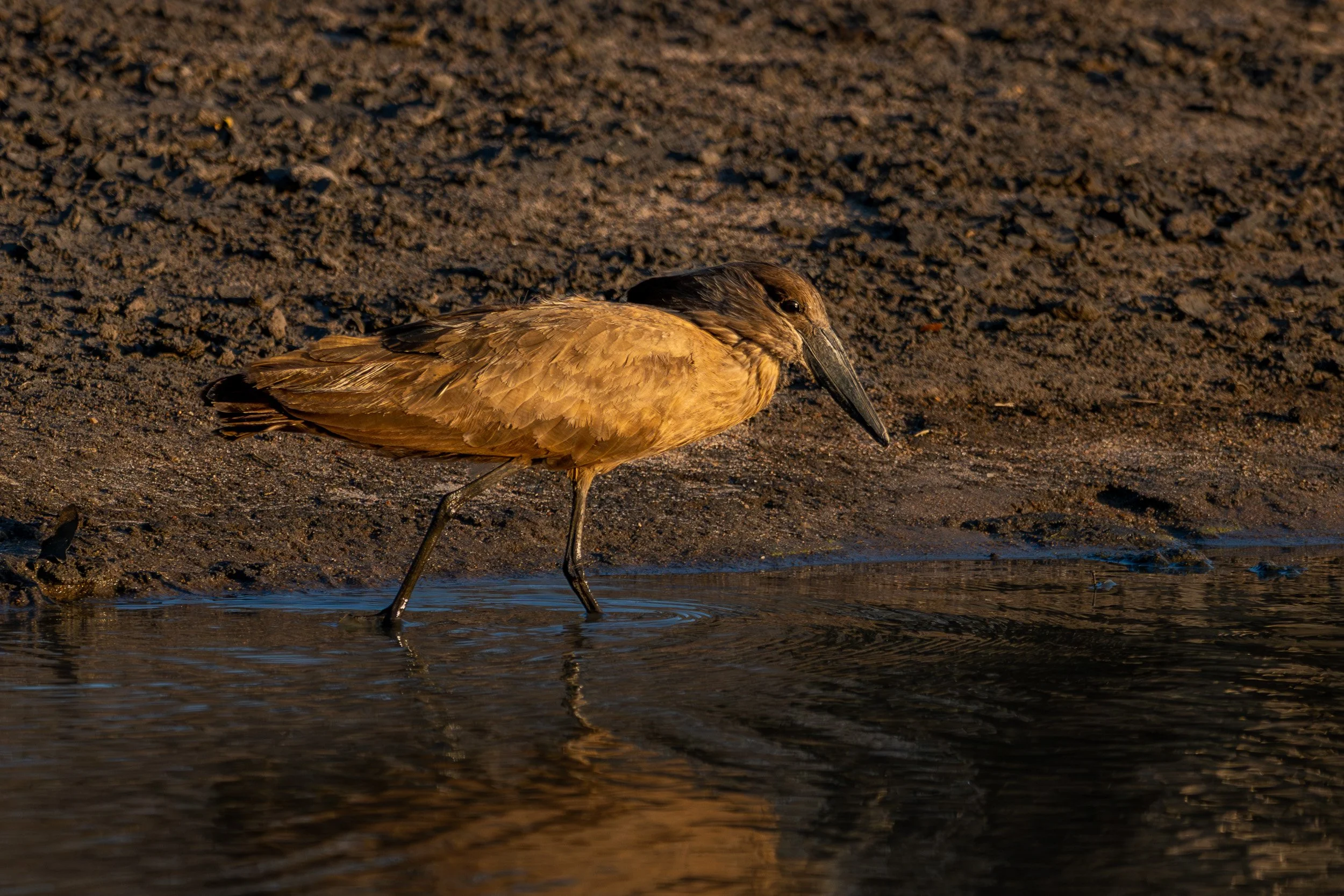 Wading bird standing in shallow water at sunset.