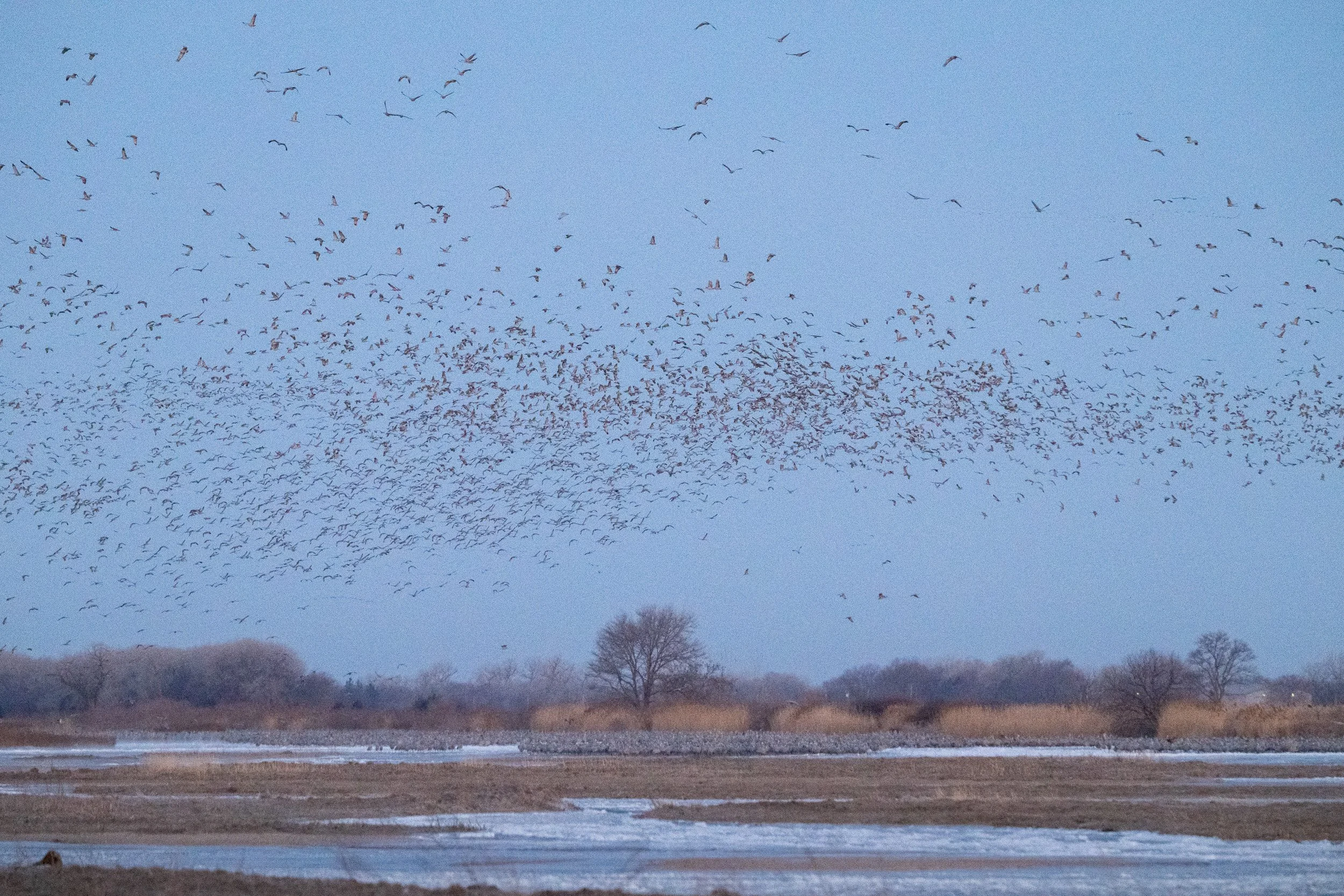 Flock of sandhill cranes gathering above the Platte River at dusk.