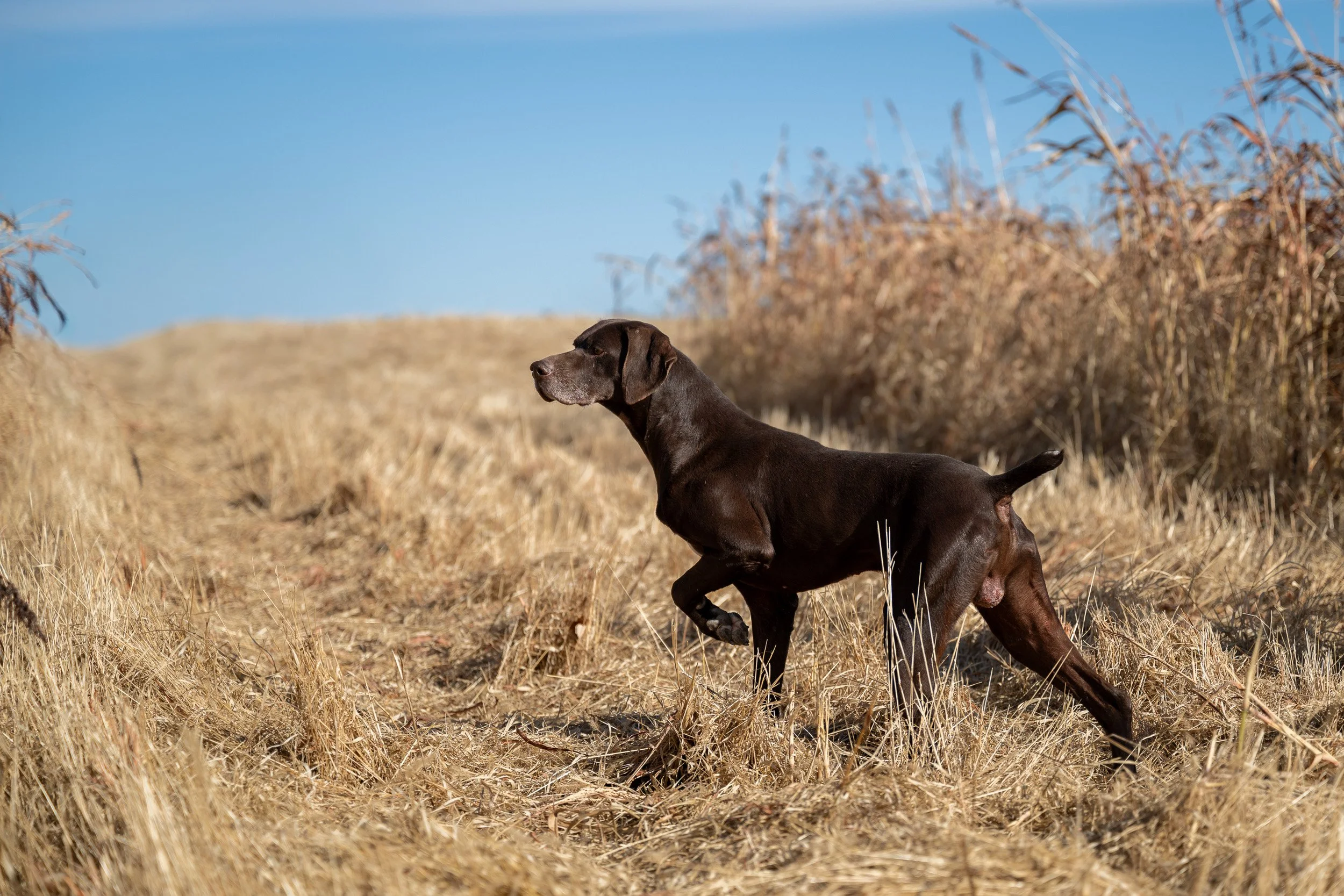 A chocolate German shorthaired pointer locks onto point in tall golden grass, one front paw lifted.