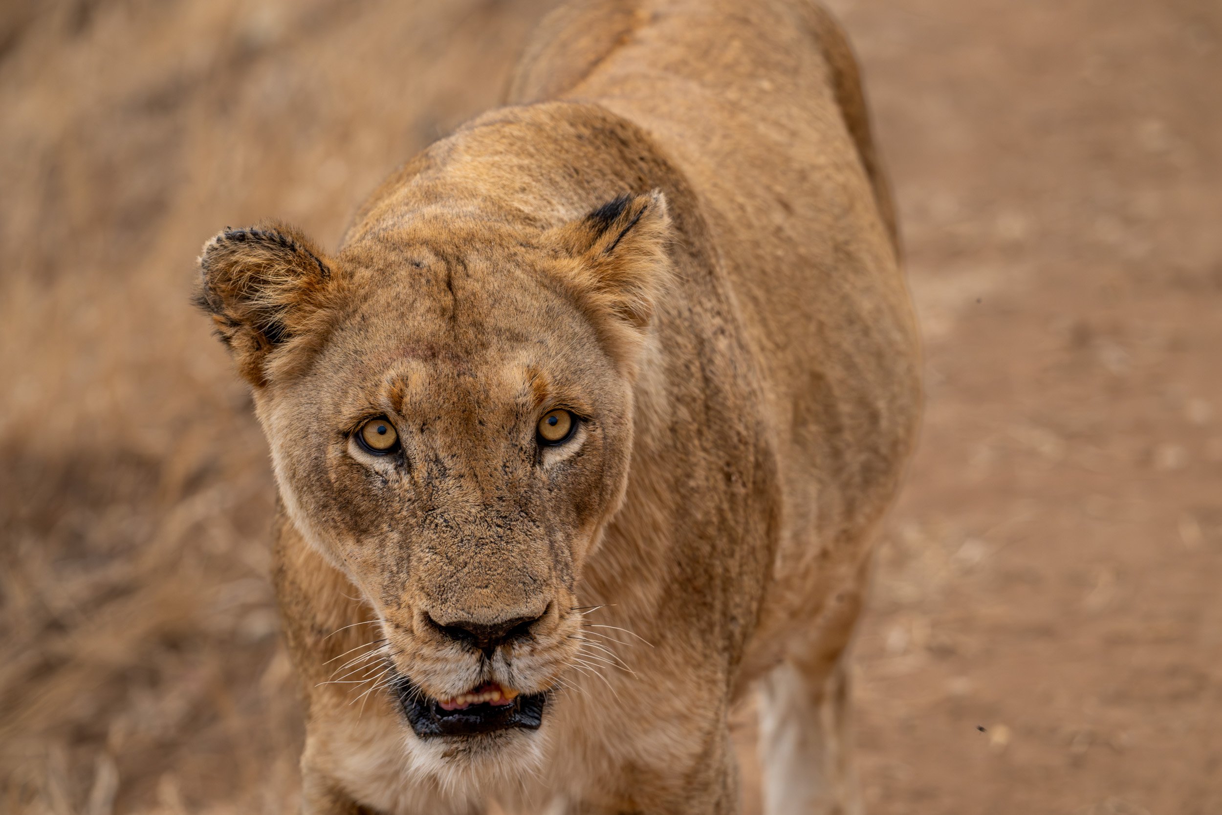 Lioness walking directly toward a safari vehicle on a dirt road.