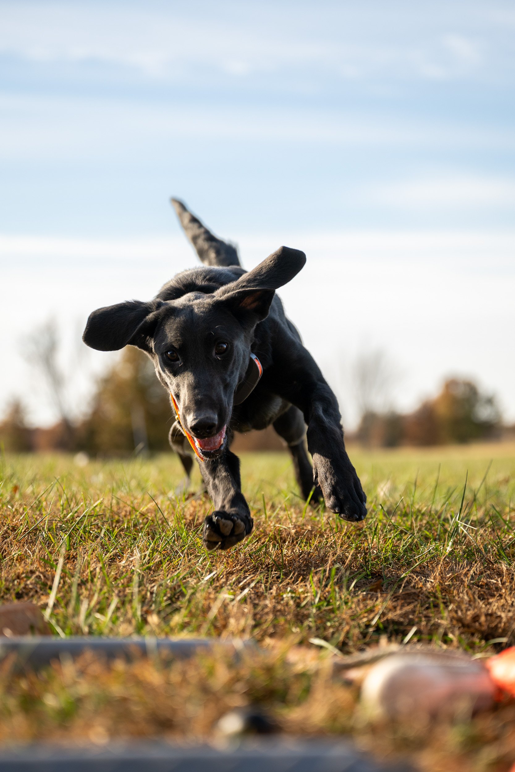 A young black retriever bounds through the grass toward the camera during training.