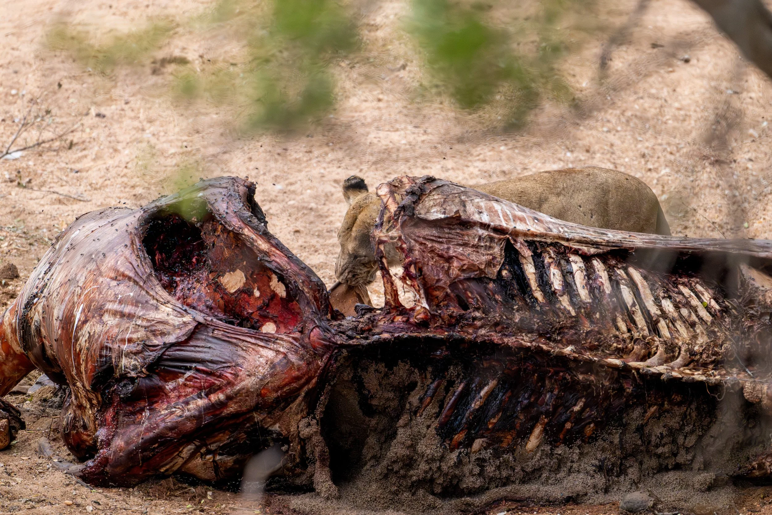 Elephant carcass in a dry riverbed surrounded by scavengers.