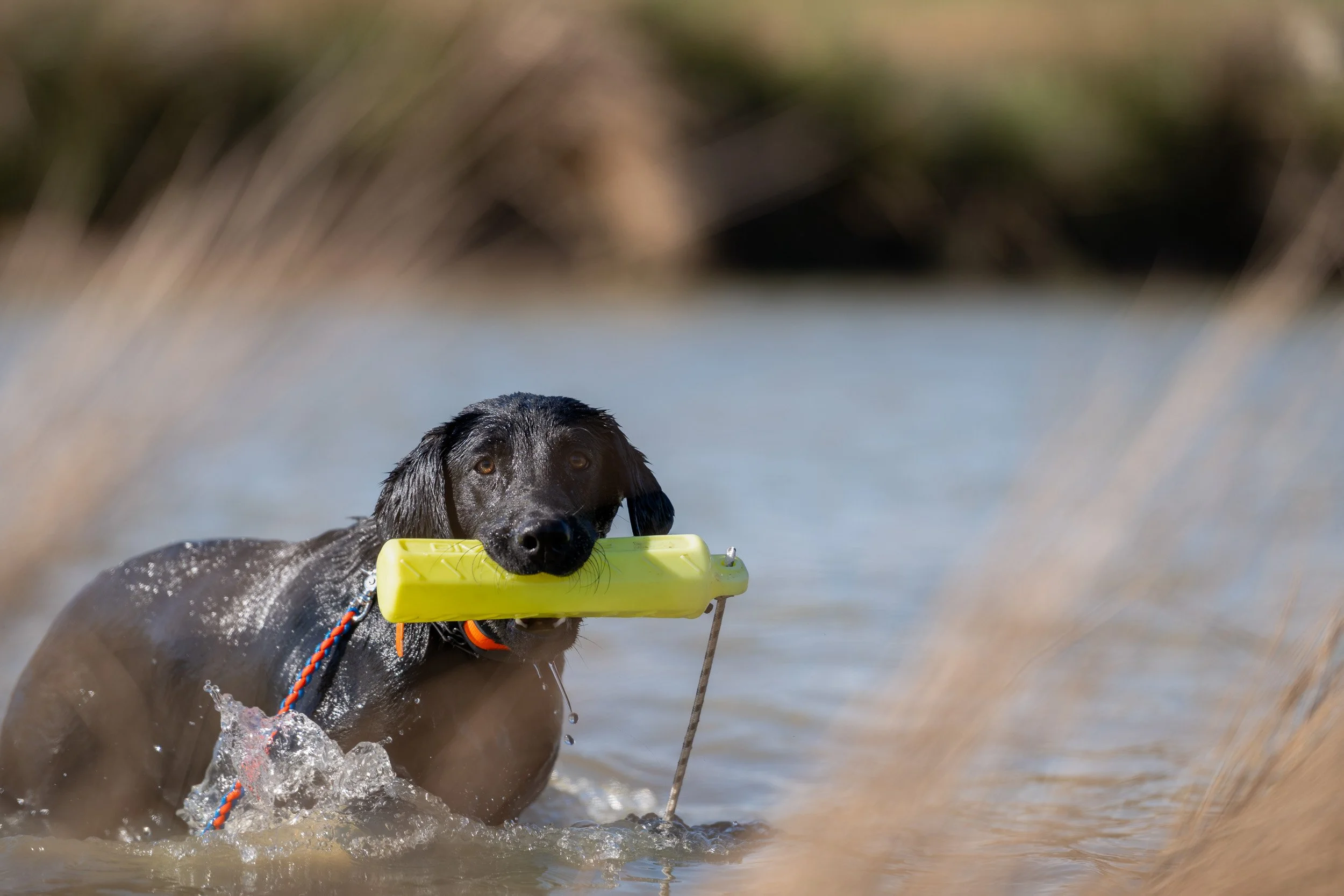 A black Lab wades through a pond carrying a bright yellow training bumper, water dripping from its coat.