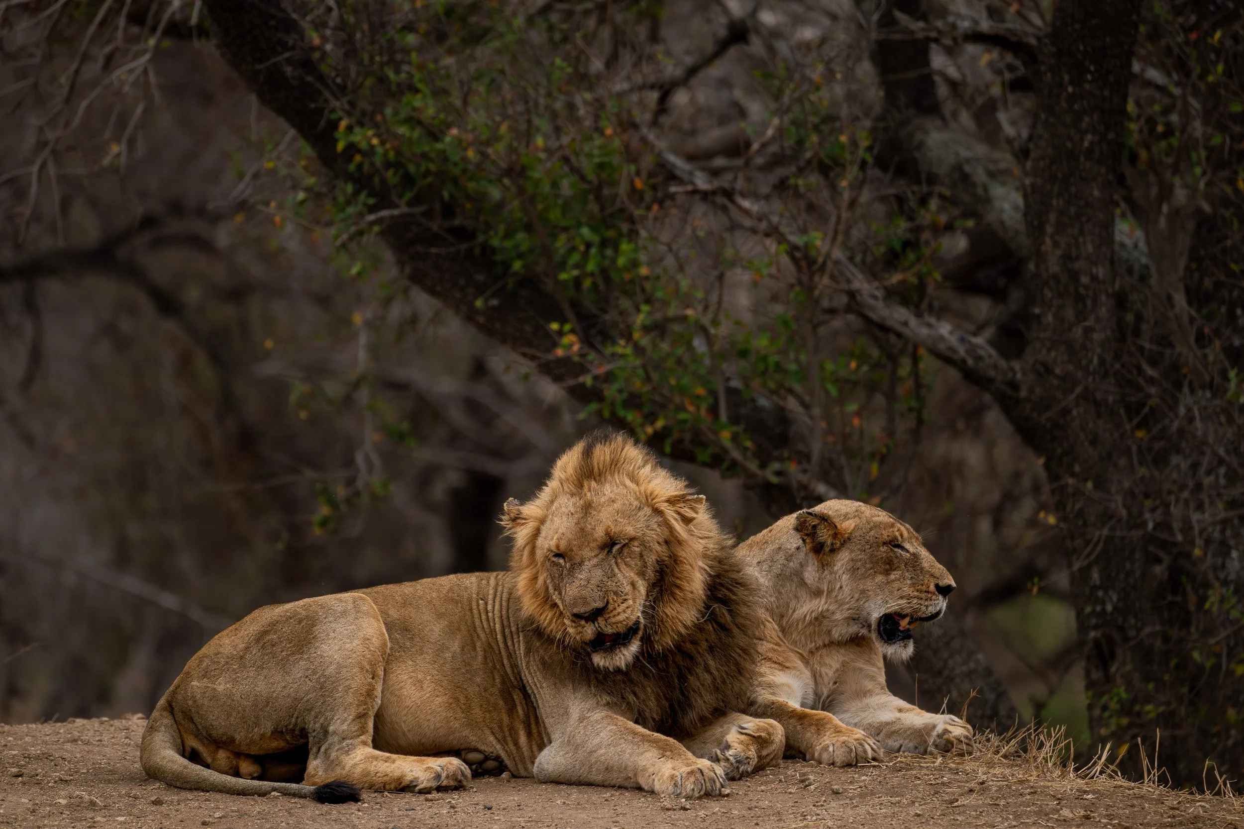 Male lion and lioness resting together on a dirt road in the bushveld.
