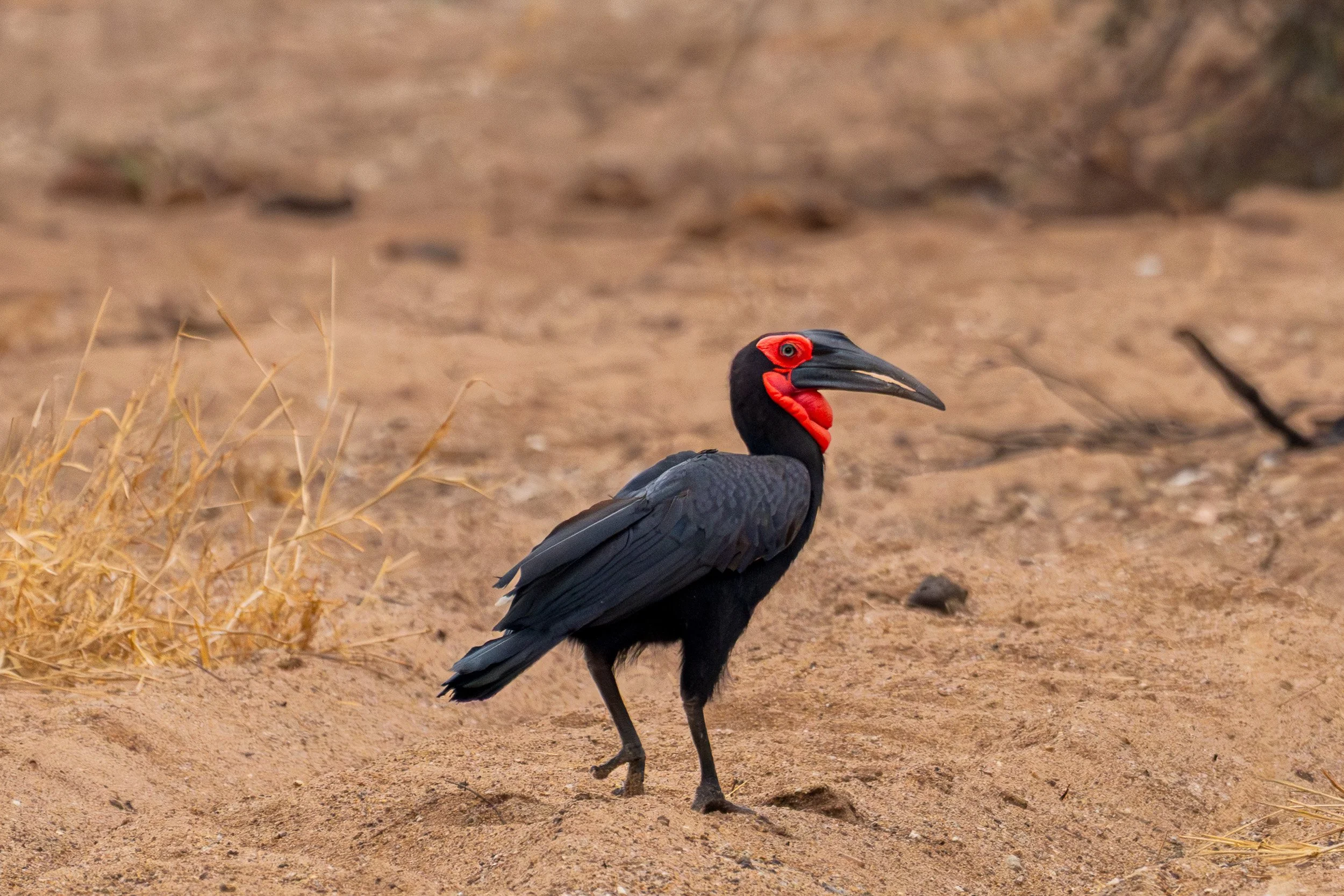 Southern ground hornbill walking across open ground.