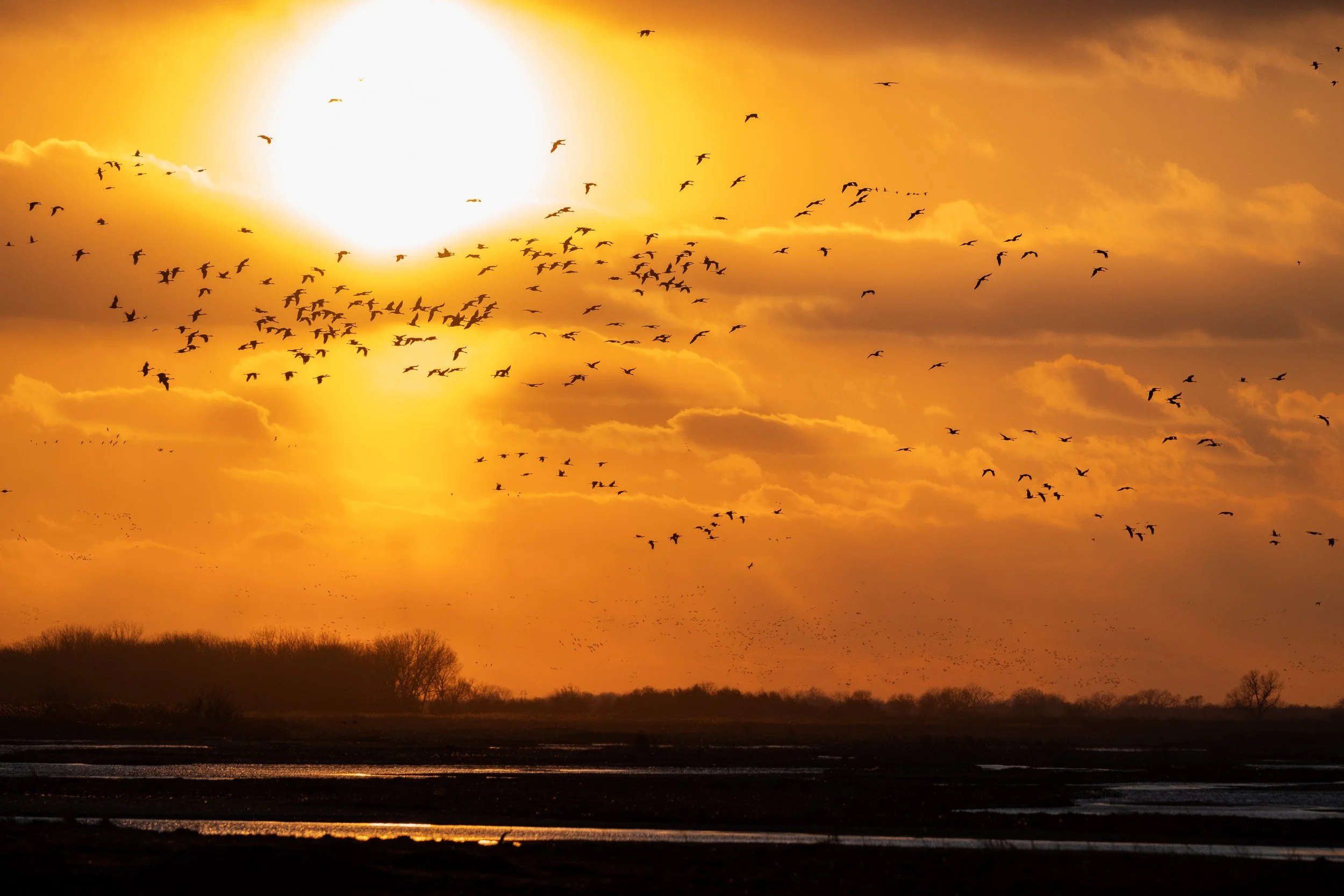 Flock of sandhill cranes flying across a glowing sunset over the Platte River.