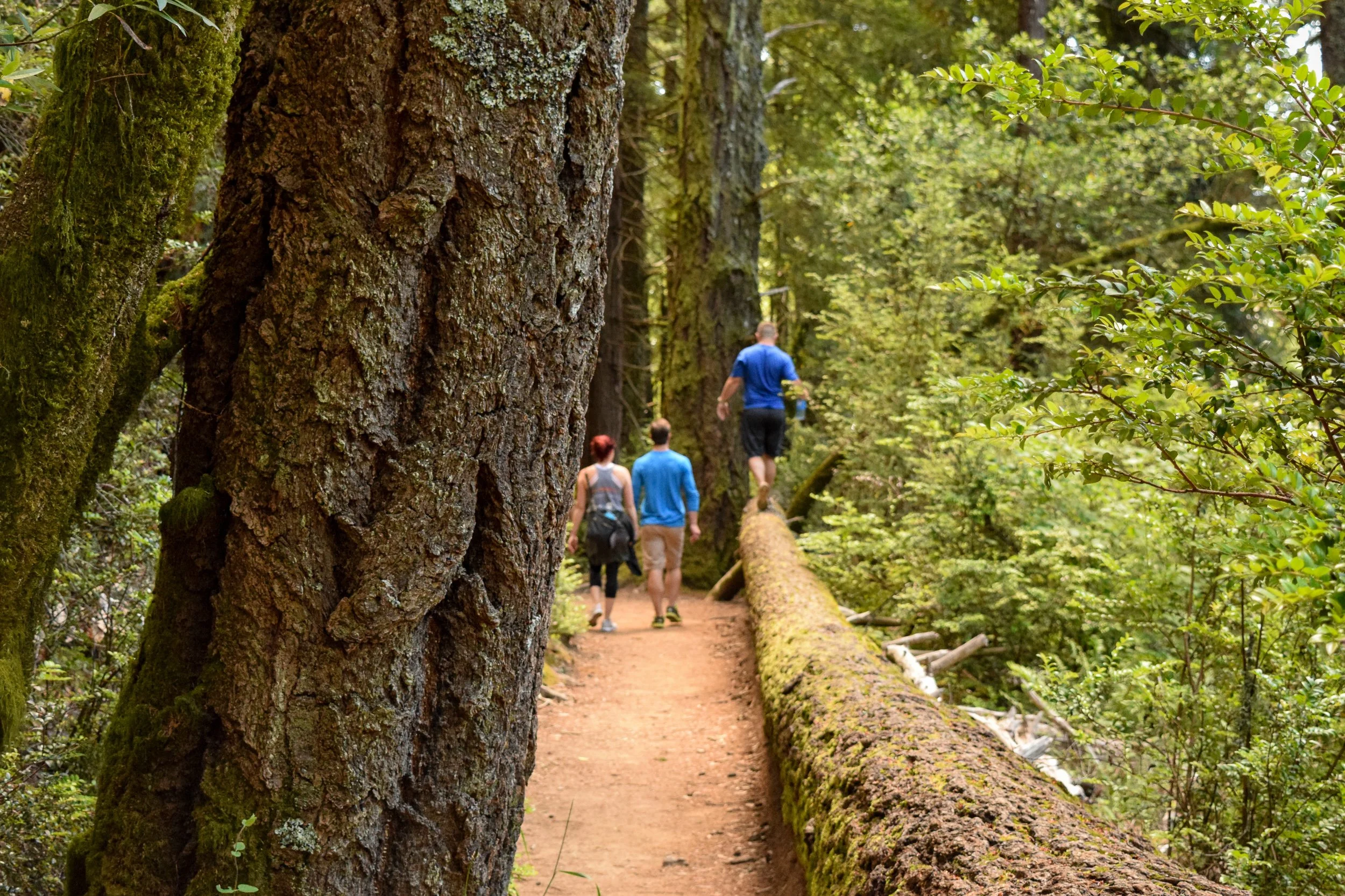 Hikers on a trail between massive old-growth redwood trees in Muir Woods in Northern California, mossy fallen log alongside the path.