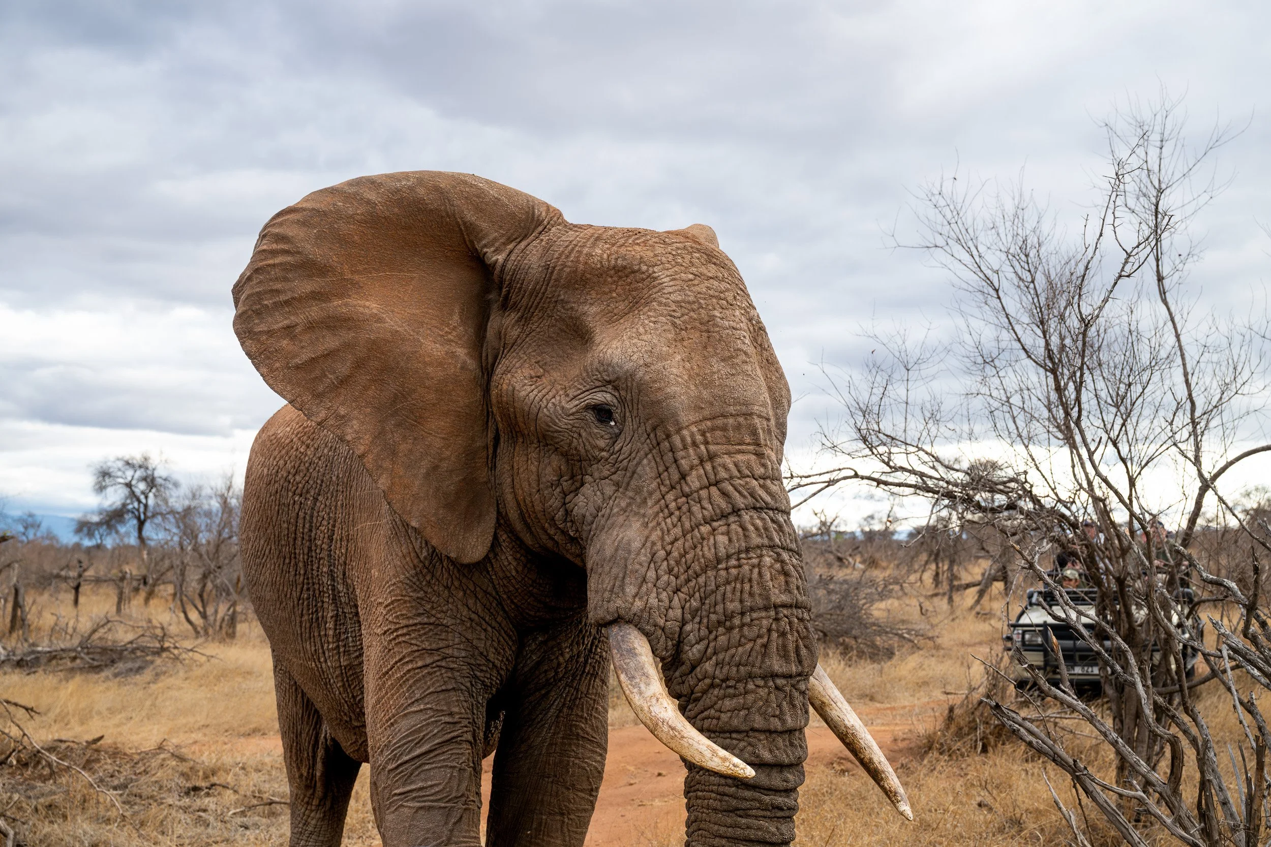 African elephant walking toward the camera with ears extended.