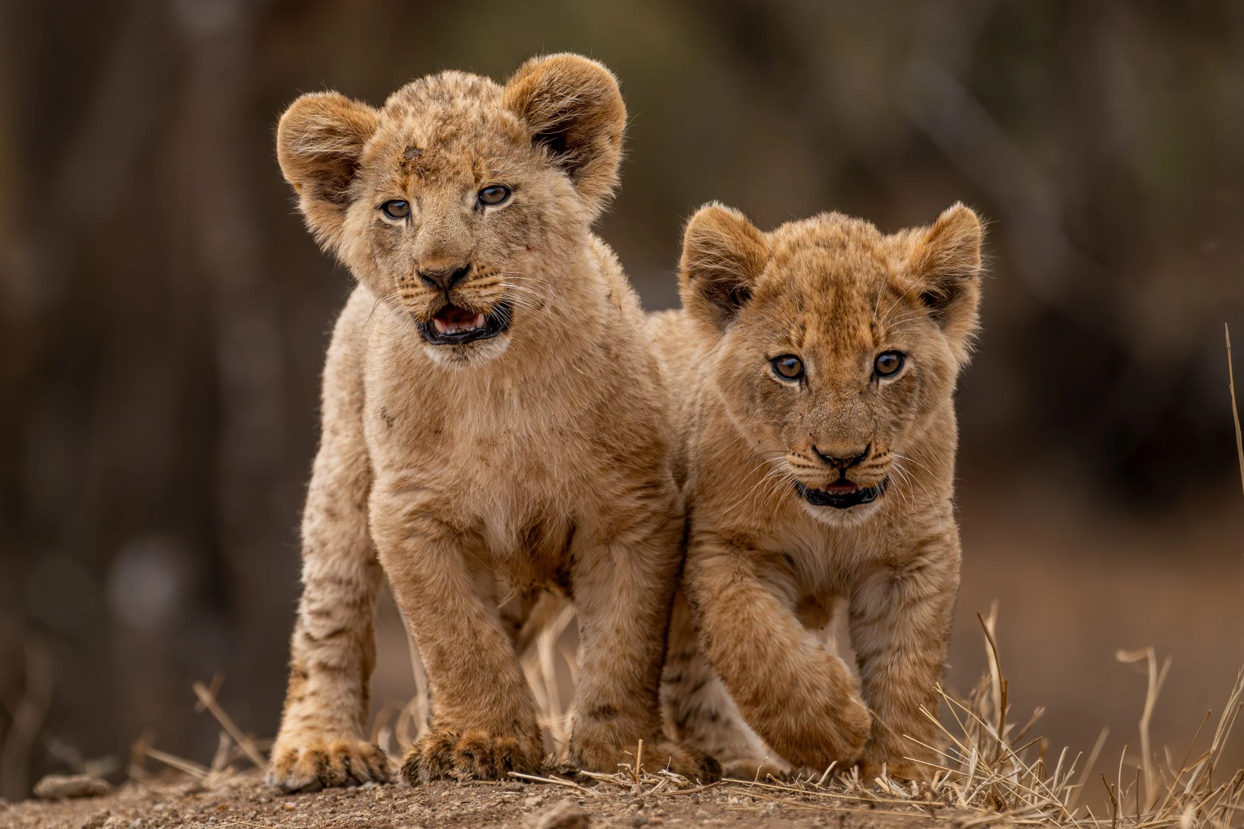 Two lion cubs sitting together on the ground.