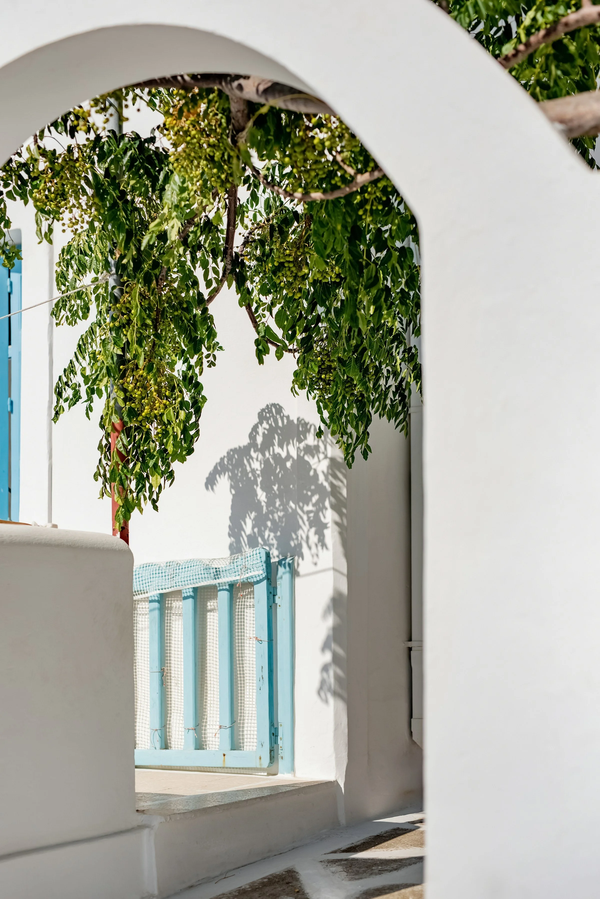 View through an archway showing a blue gate, white walls, and a green leafy tree above with sunlight casting shadows.