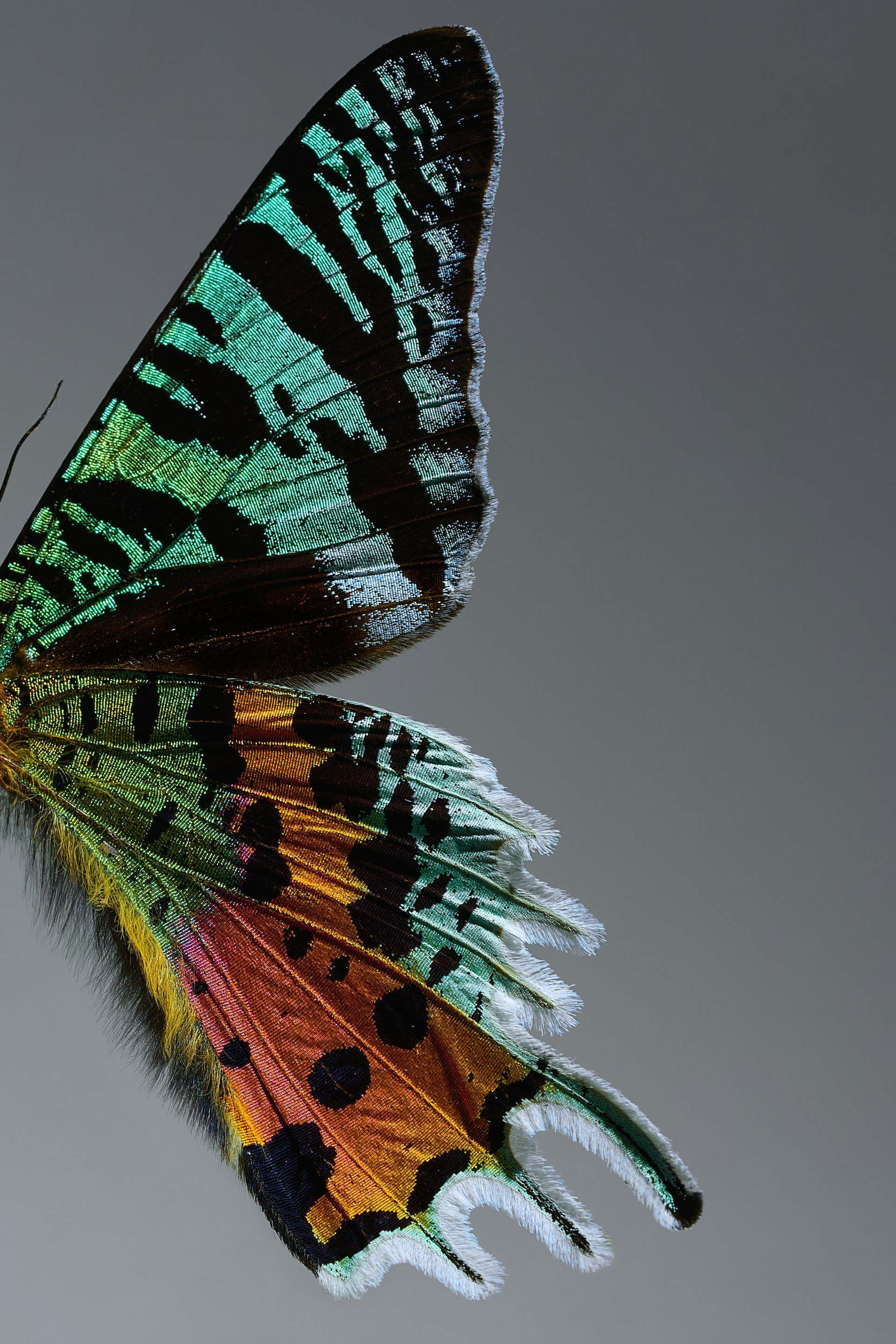 Close-up of butterfly wings displaying vibrant iridescent colors with intricate patterns against a plain background.