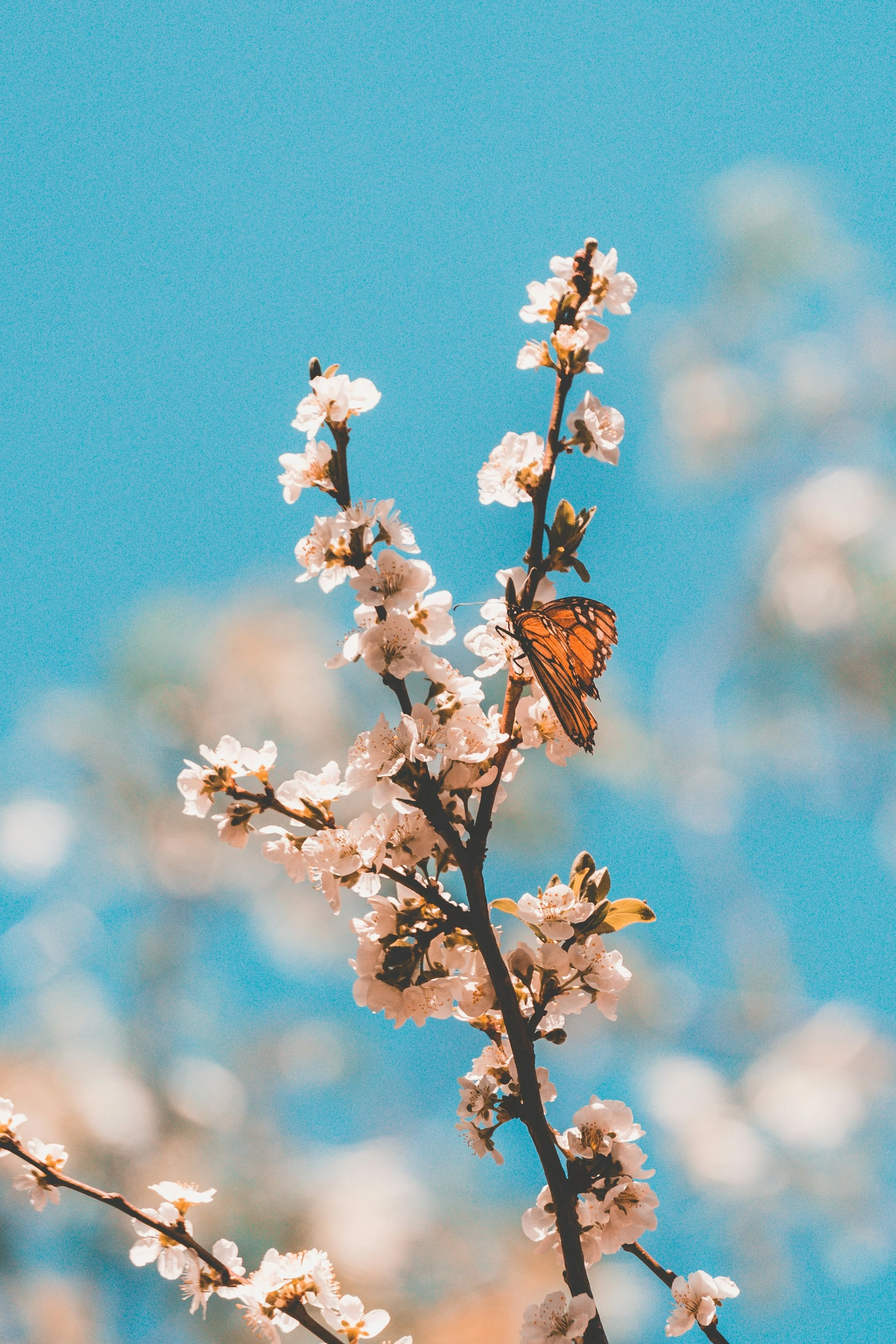 Cherry blossom branch with pink flowers and a Monarch butterfly against a blue sky with clouds.