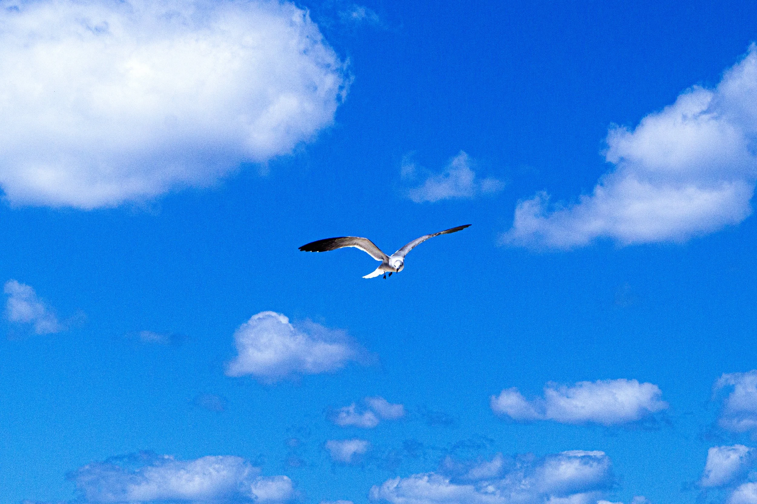 DSC00016 copy.jpg